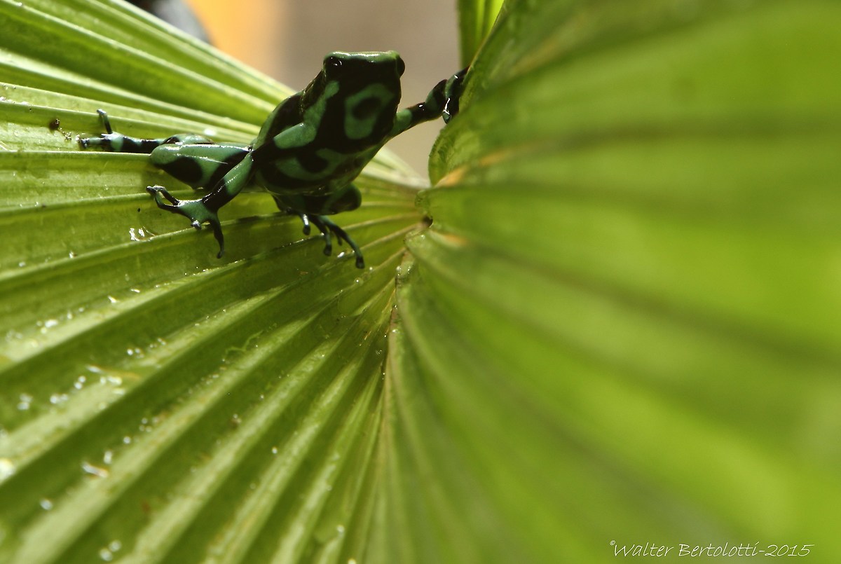 Green and black poison dart frog (Dendrobates auratus)
