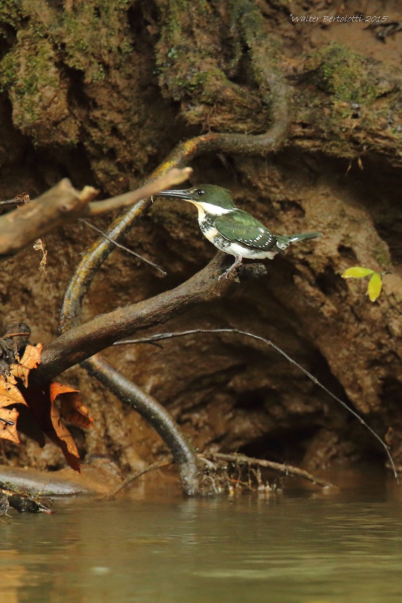 green kingfisher (Chloroceryle American)