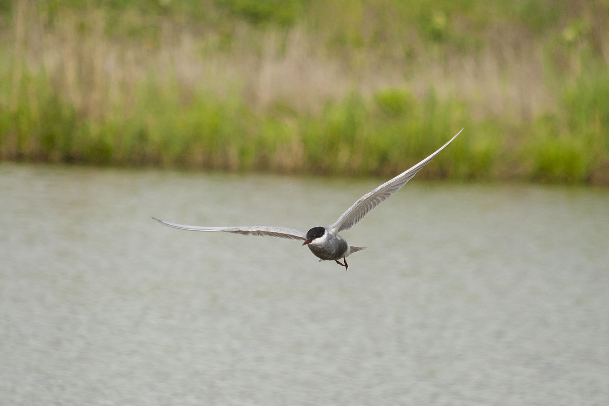 mignattino piombato in volo