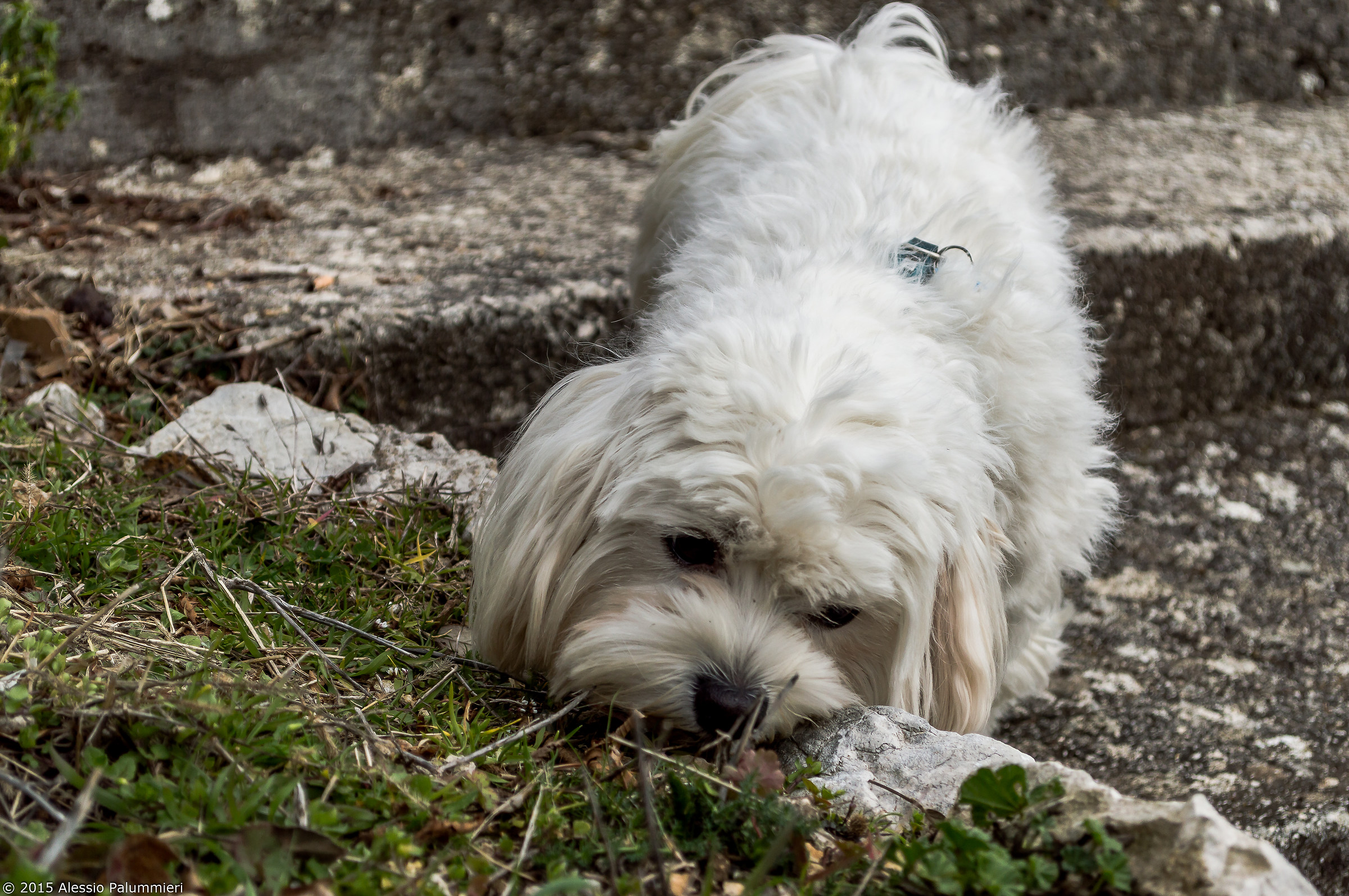 ..buono quest'erbetta !!