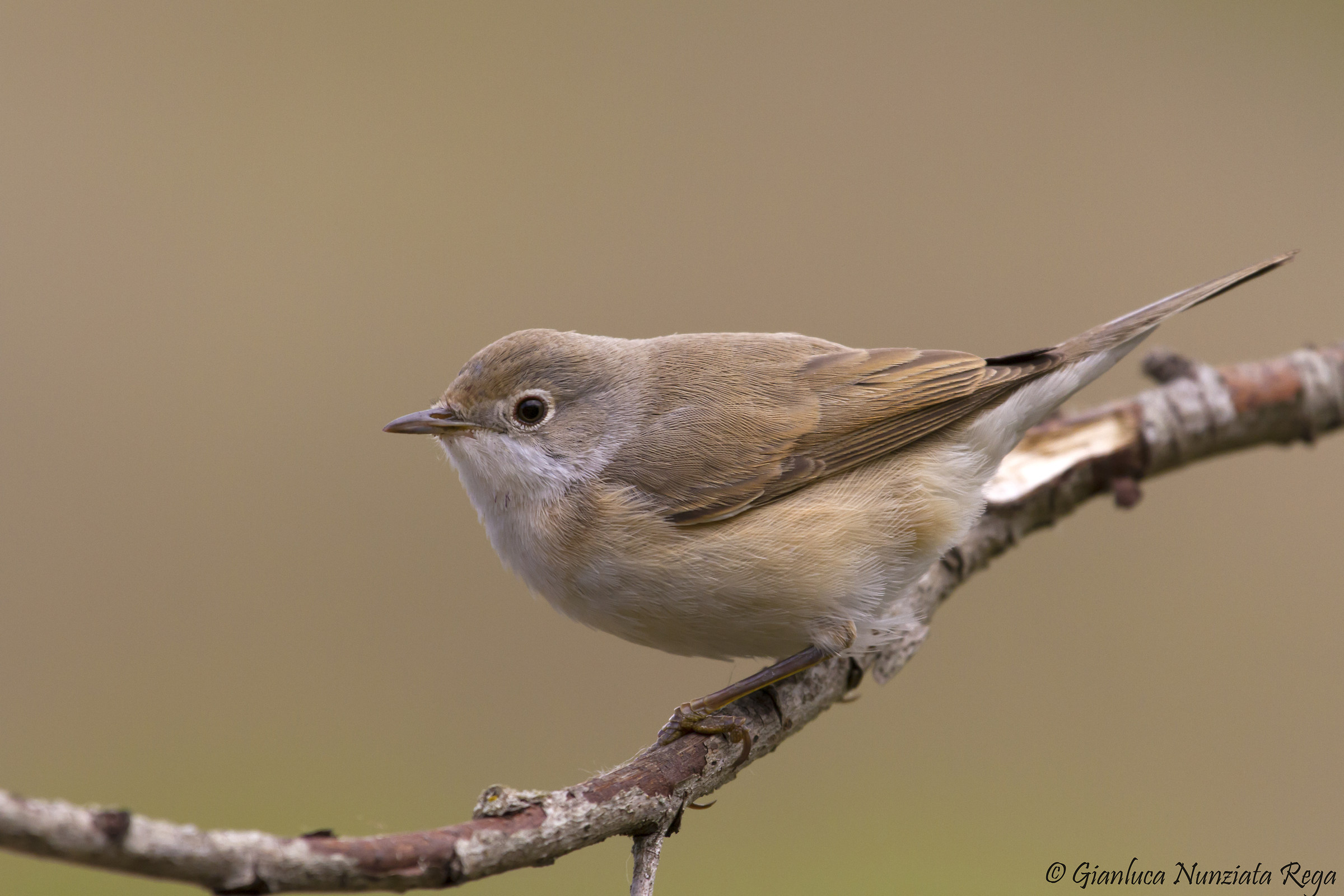Sterpazzolina comune