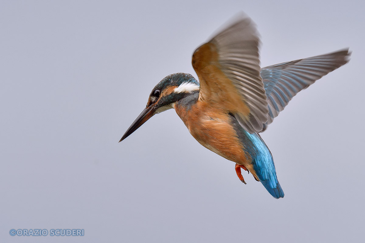 Alcedo atthis