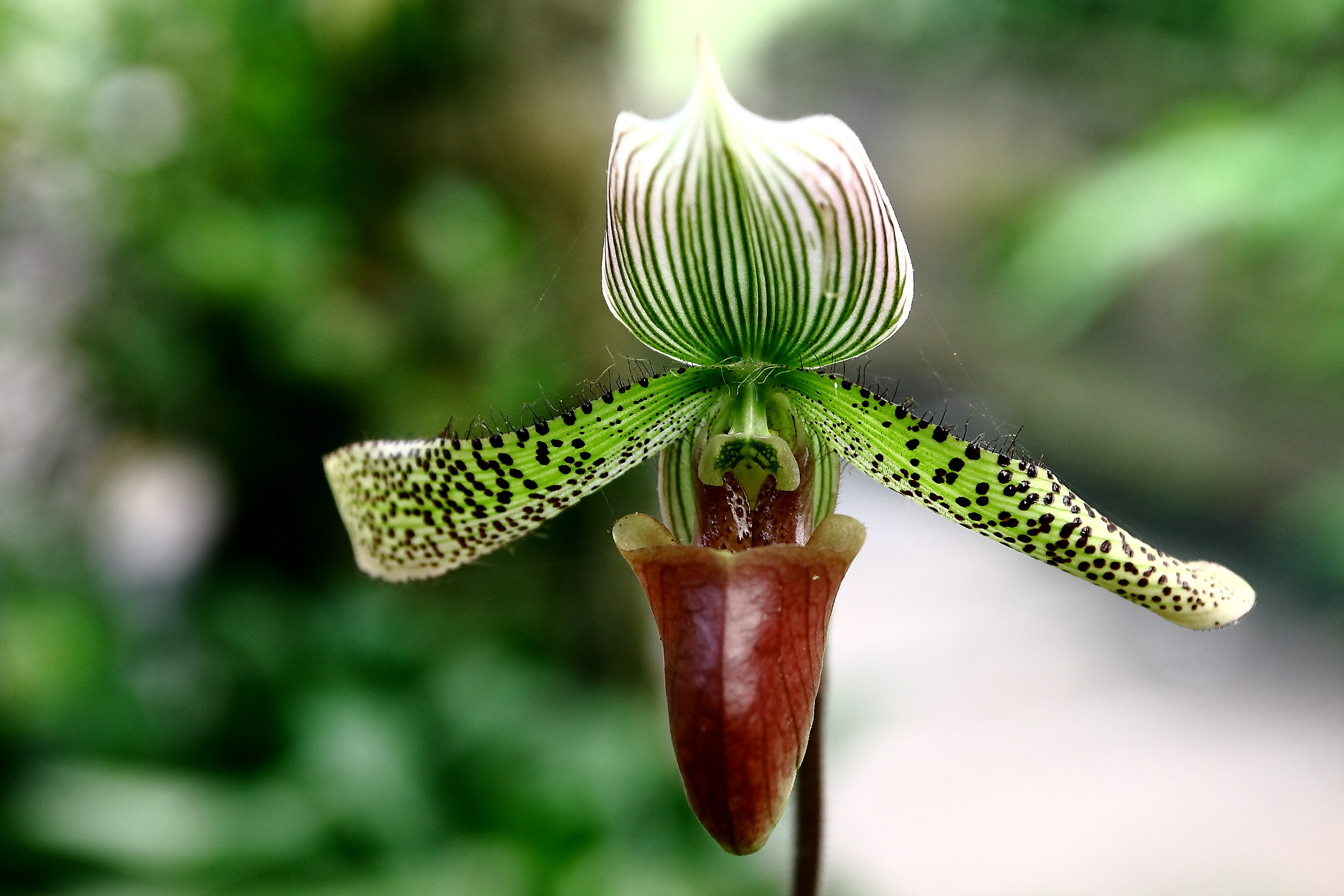 Orchidea "La pantofola di Venere"