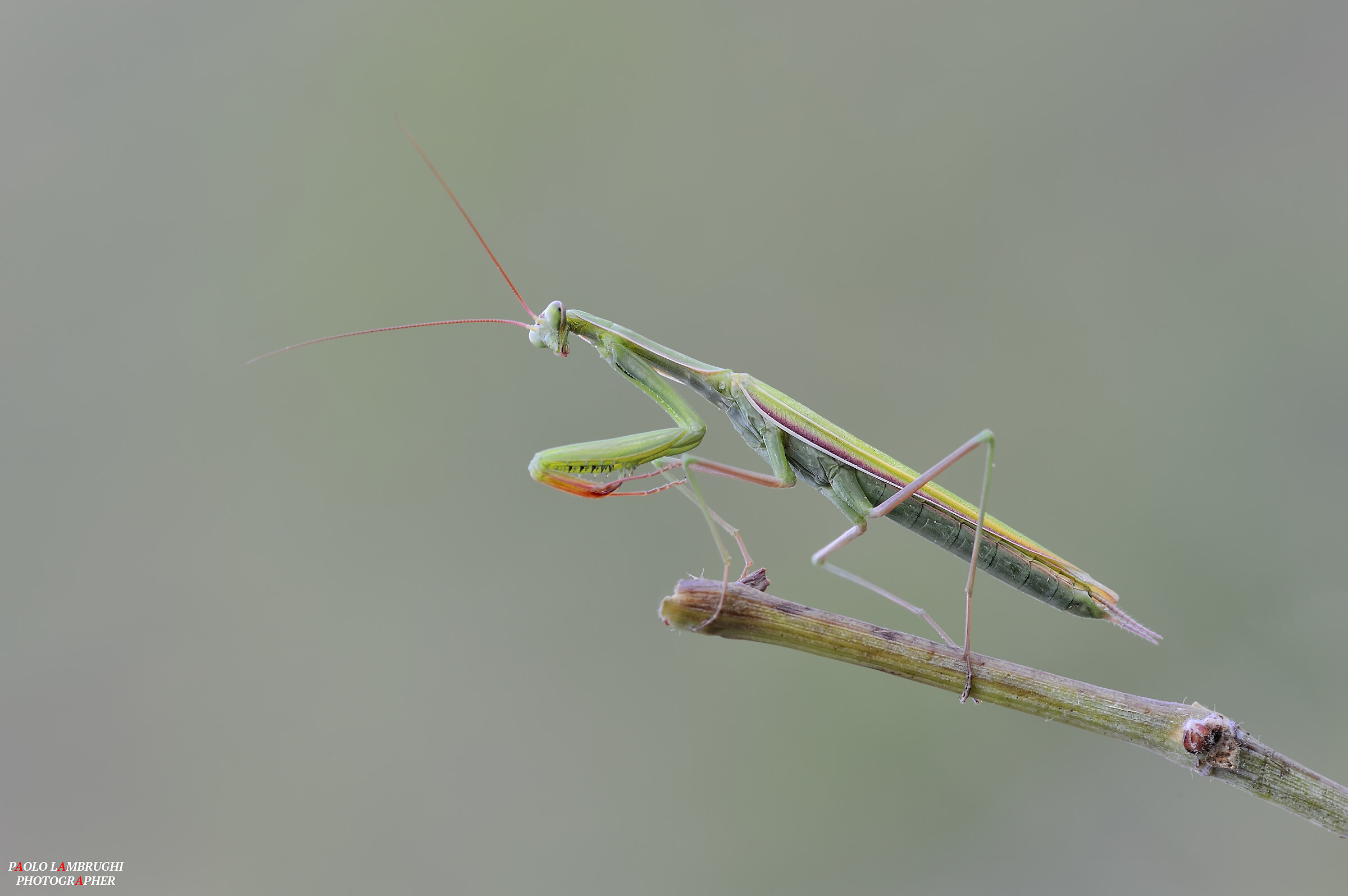 Praying mantis