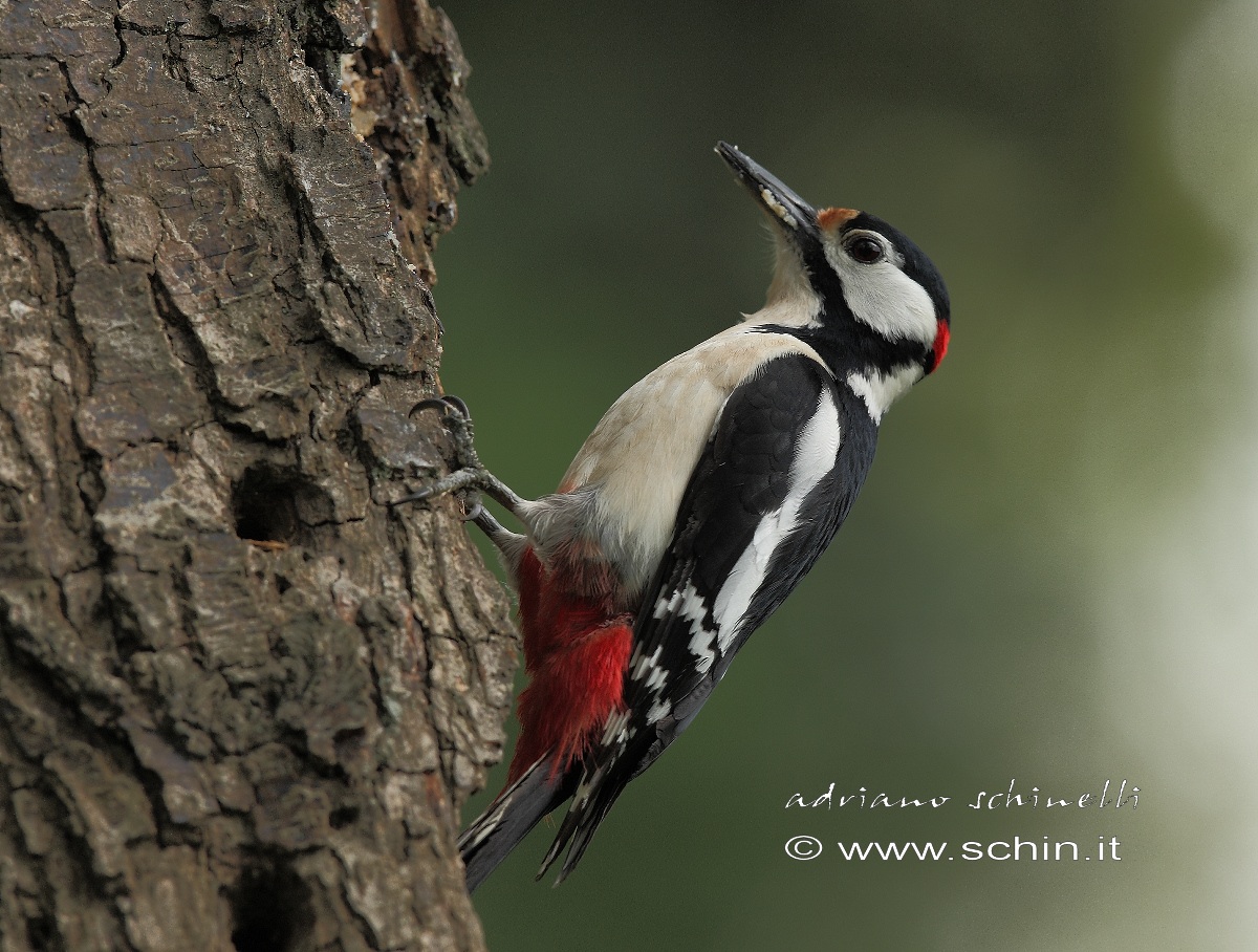 Picchio rosso maggiore maschio