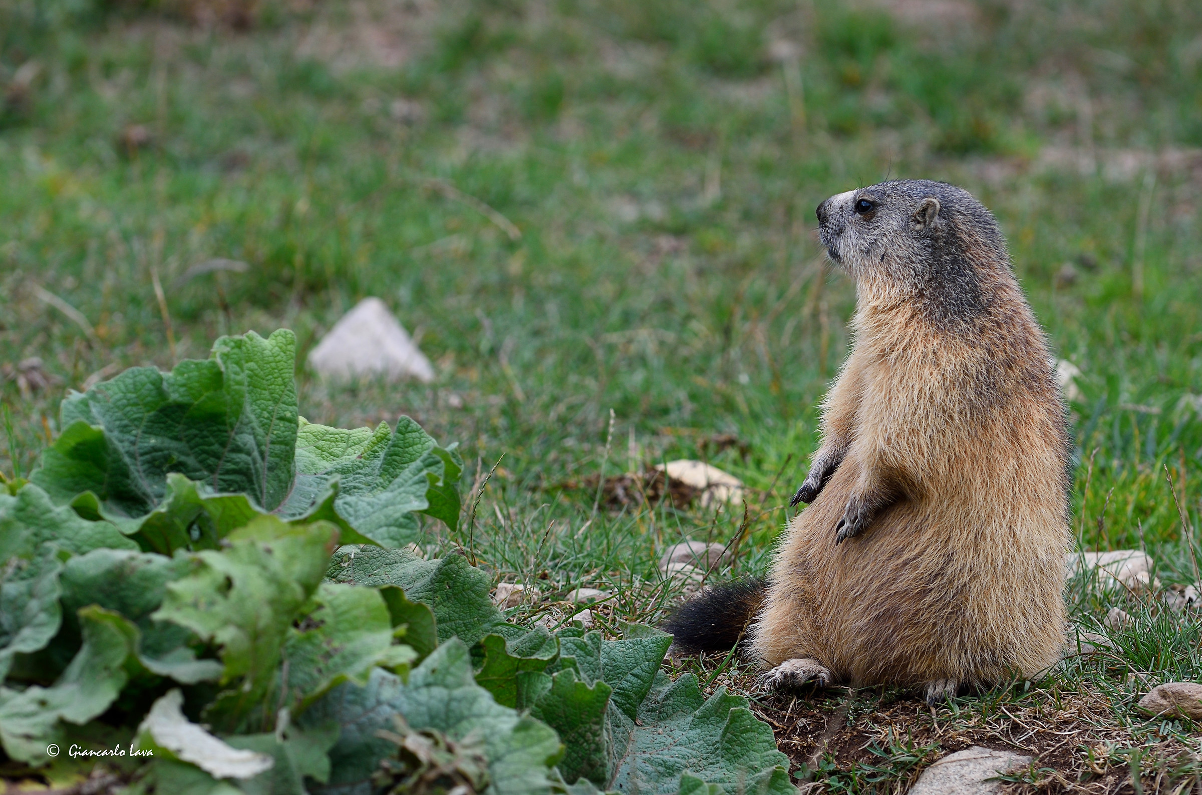 A guardia del parco.
