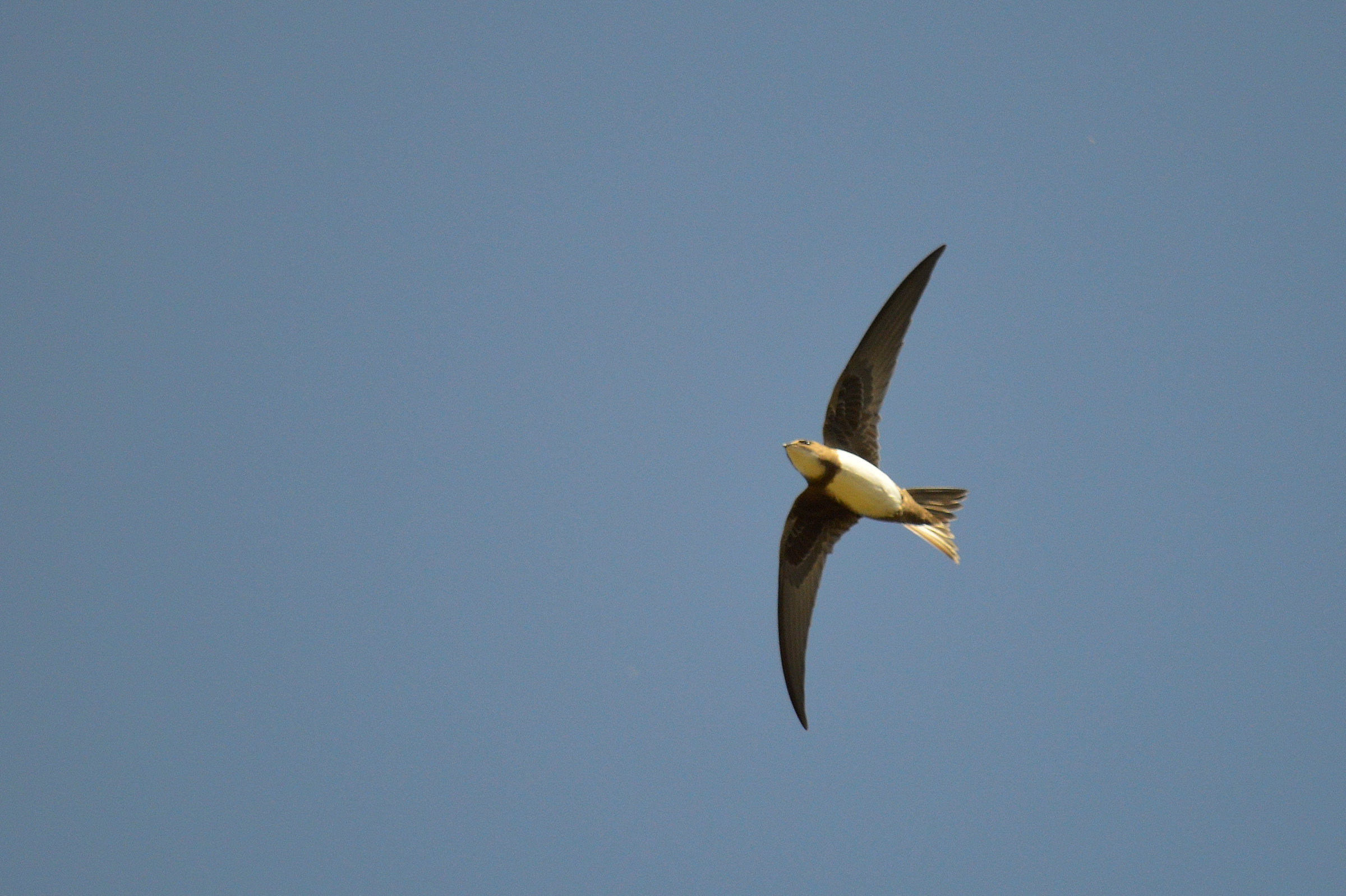 Alpine Swift - Tachymarptis melba