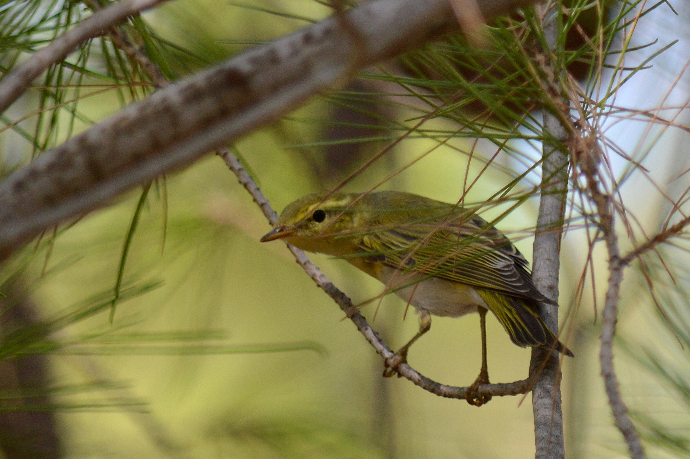 Wood Warbler - Phylloscopus sibilatrix