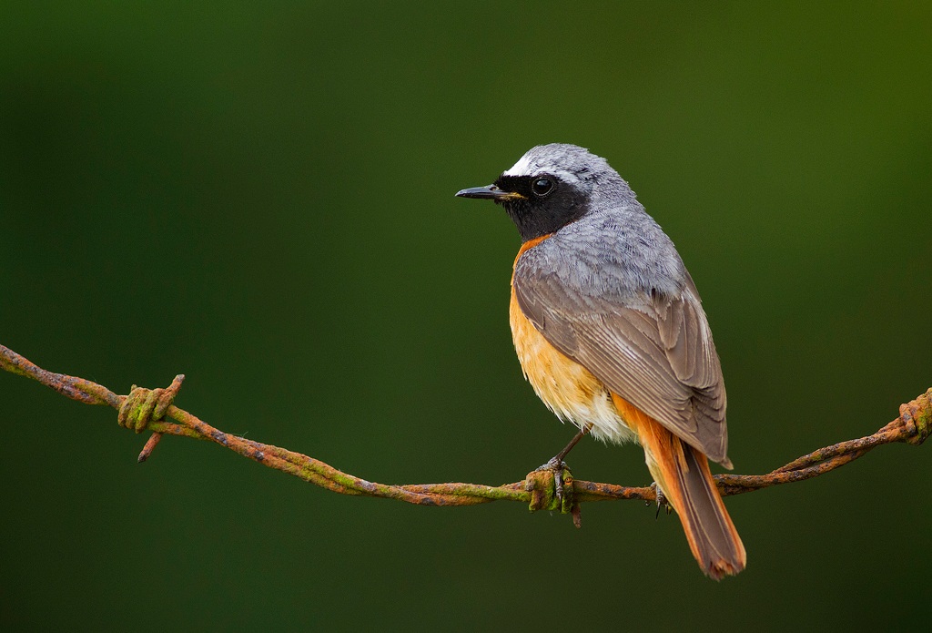 Common Redstart