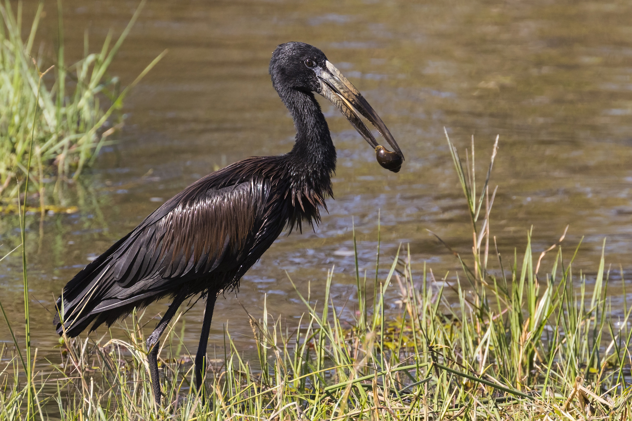 African Openbill