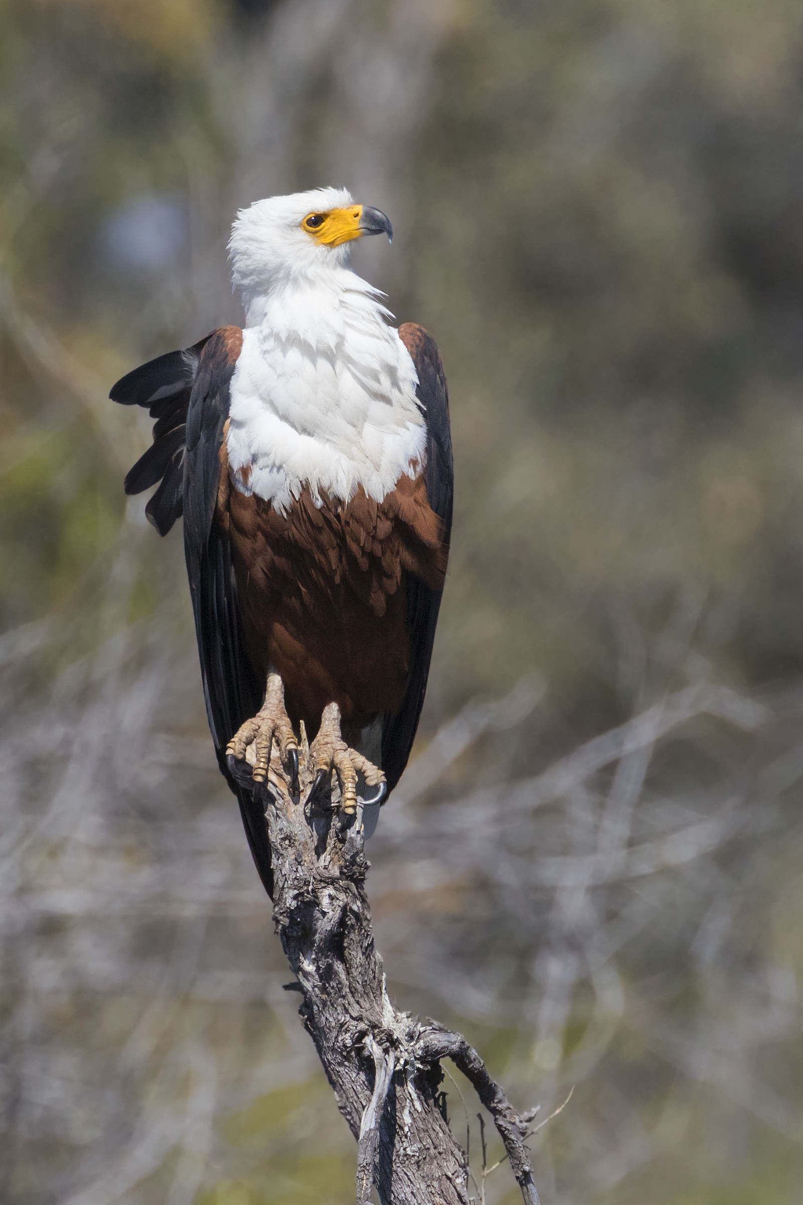 African Fish Eagle