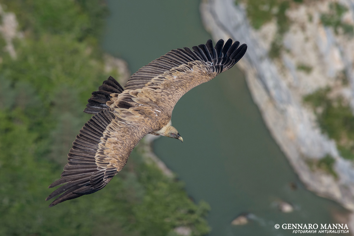 Grifone (Gyps fulvus)