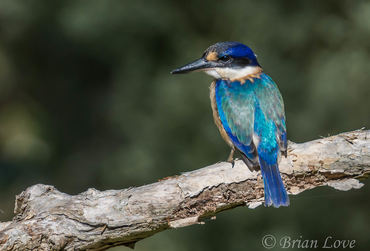 Todiramphus macleayii