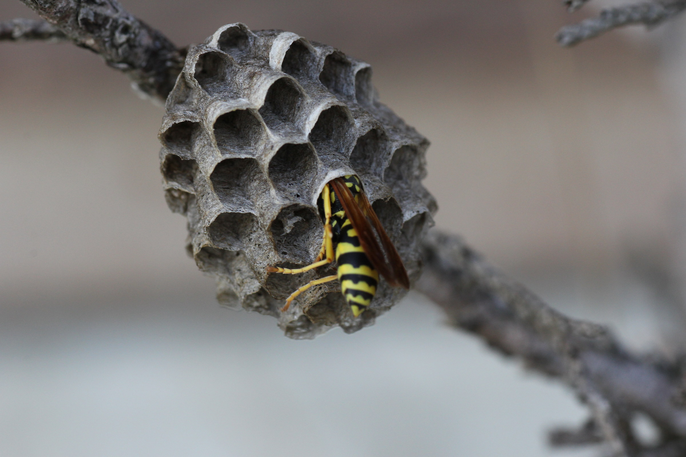 il guardiano del nido