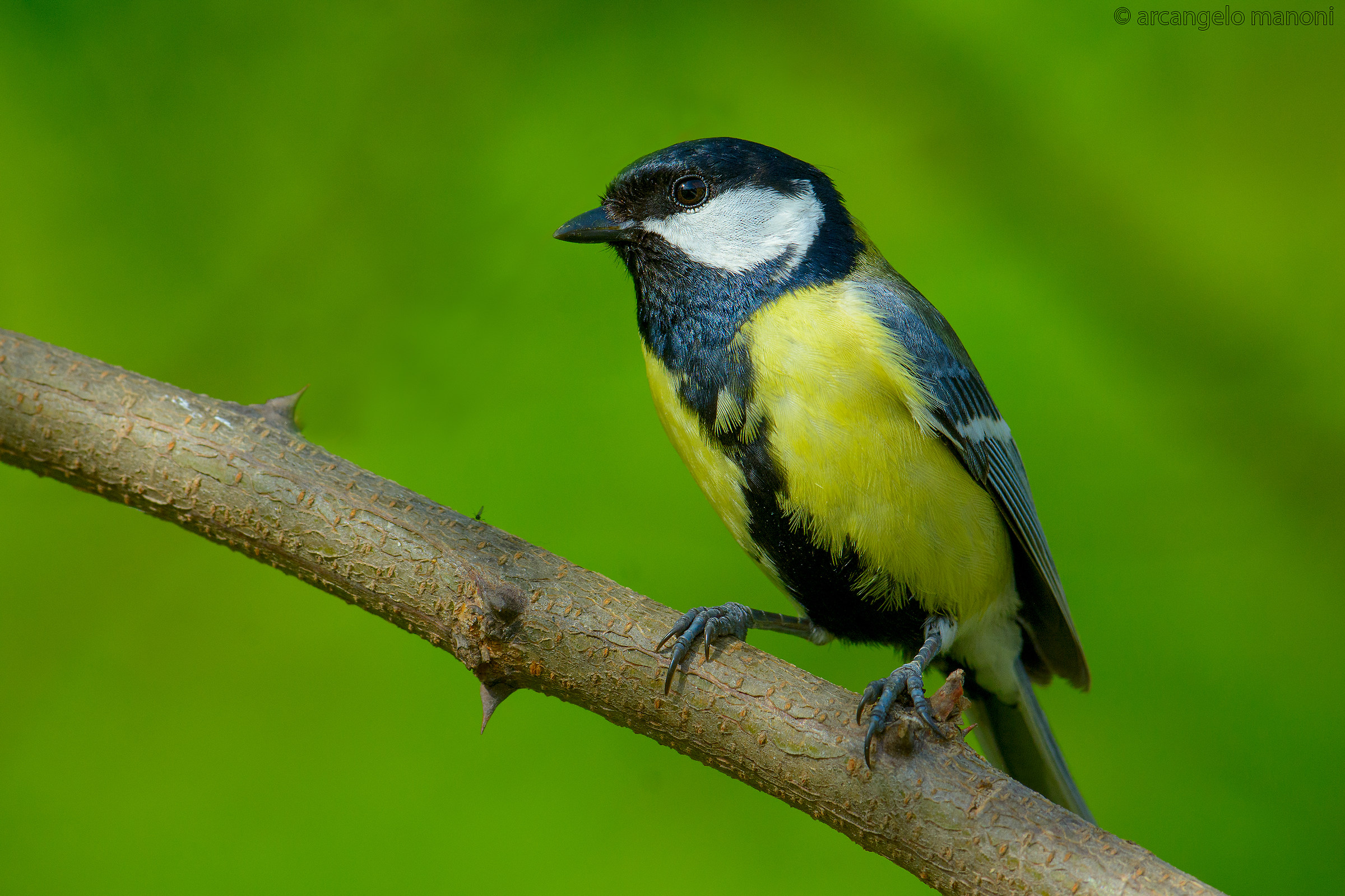 The splendor of the great tit