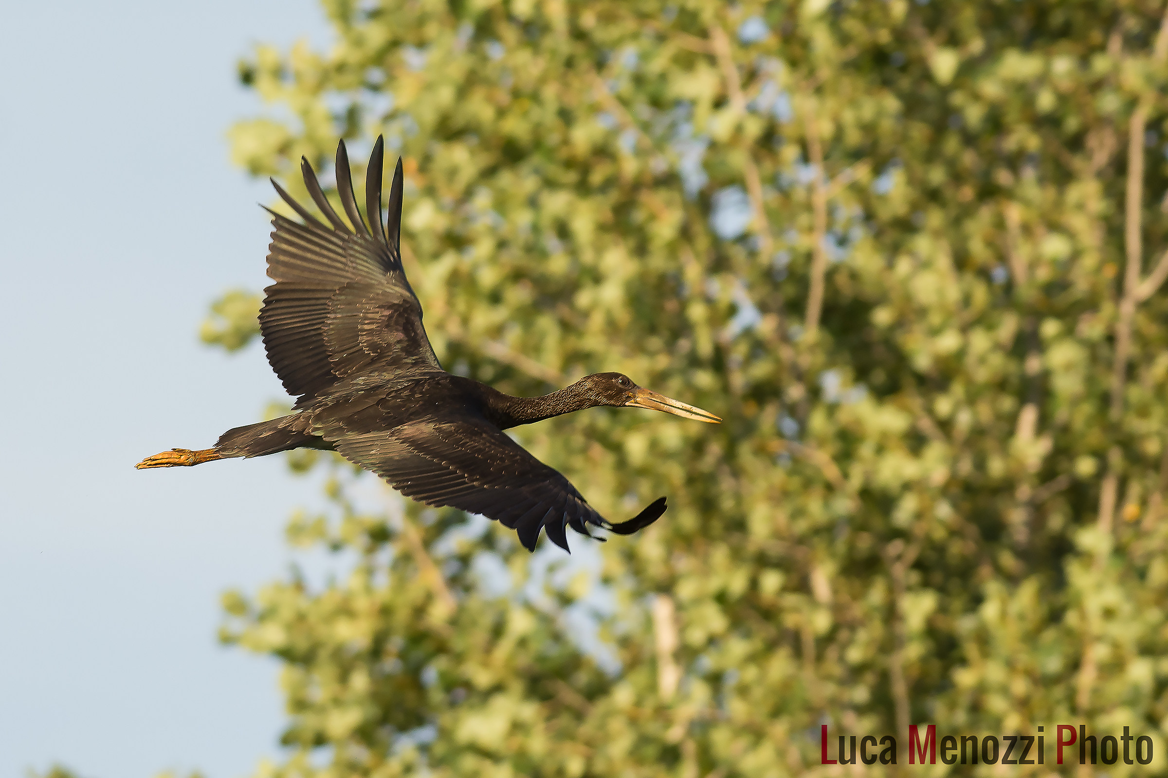 Black Stork 2