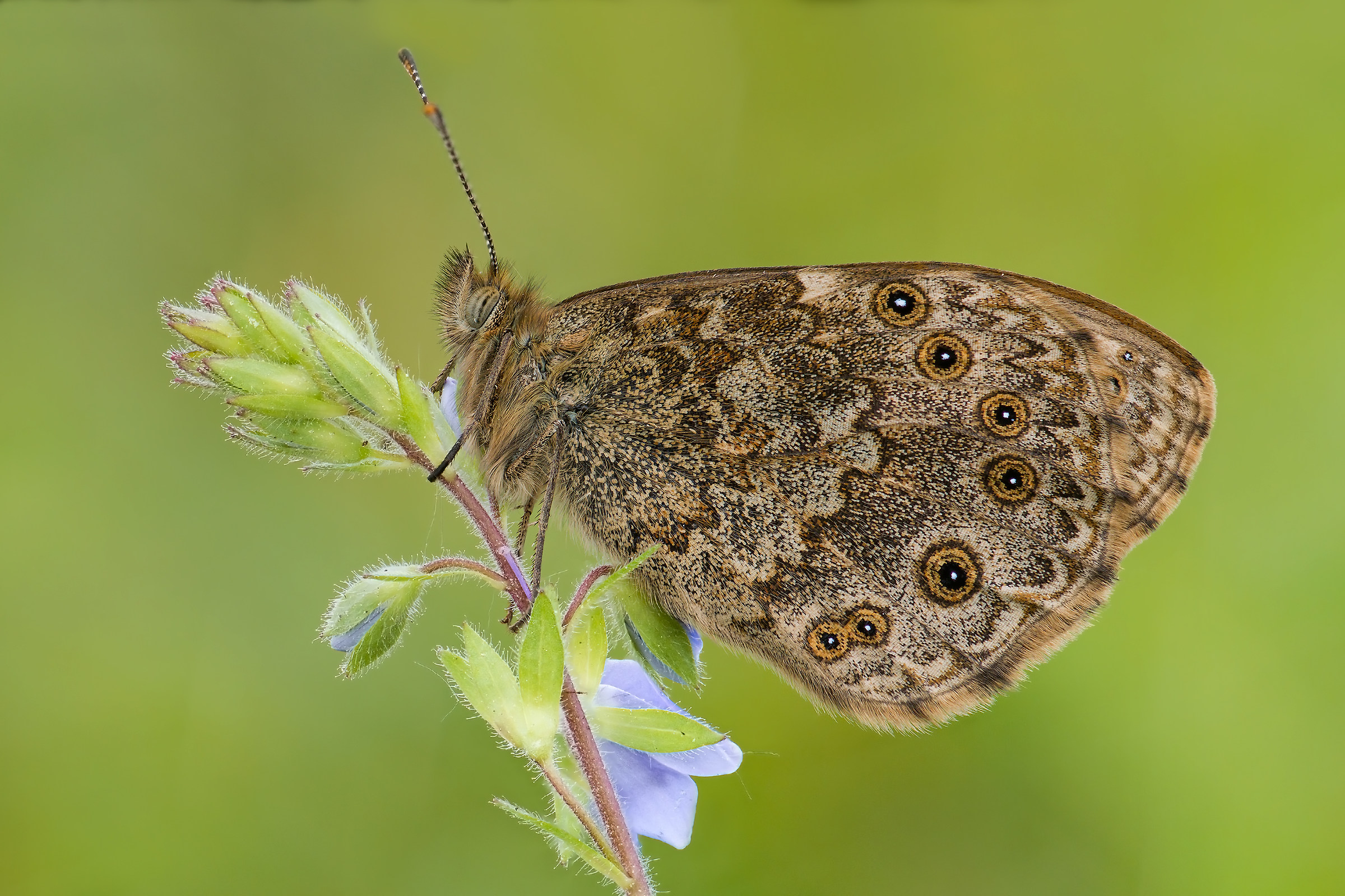Osadnik megera (Lasiommata megera)
