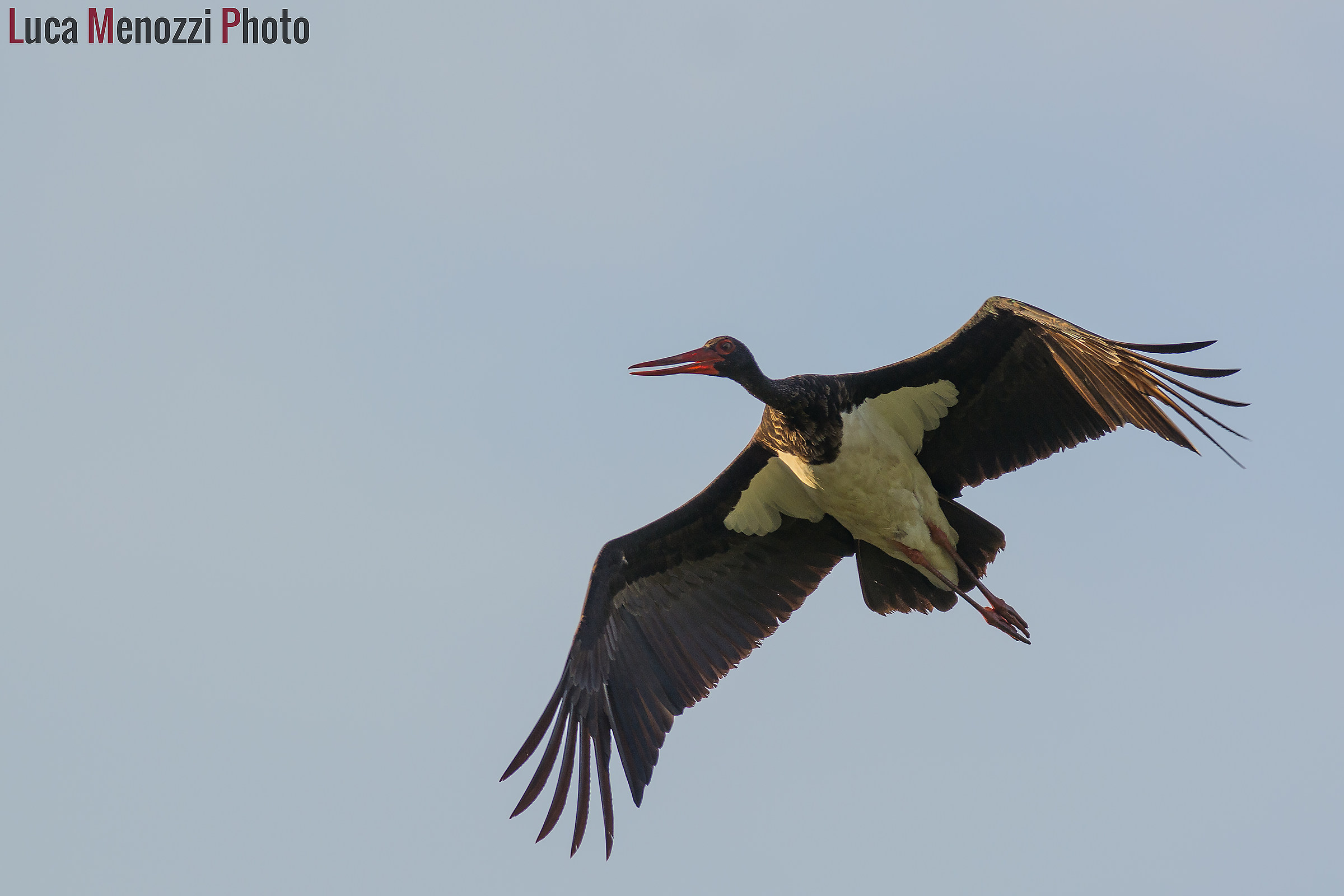 Black Stork 3