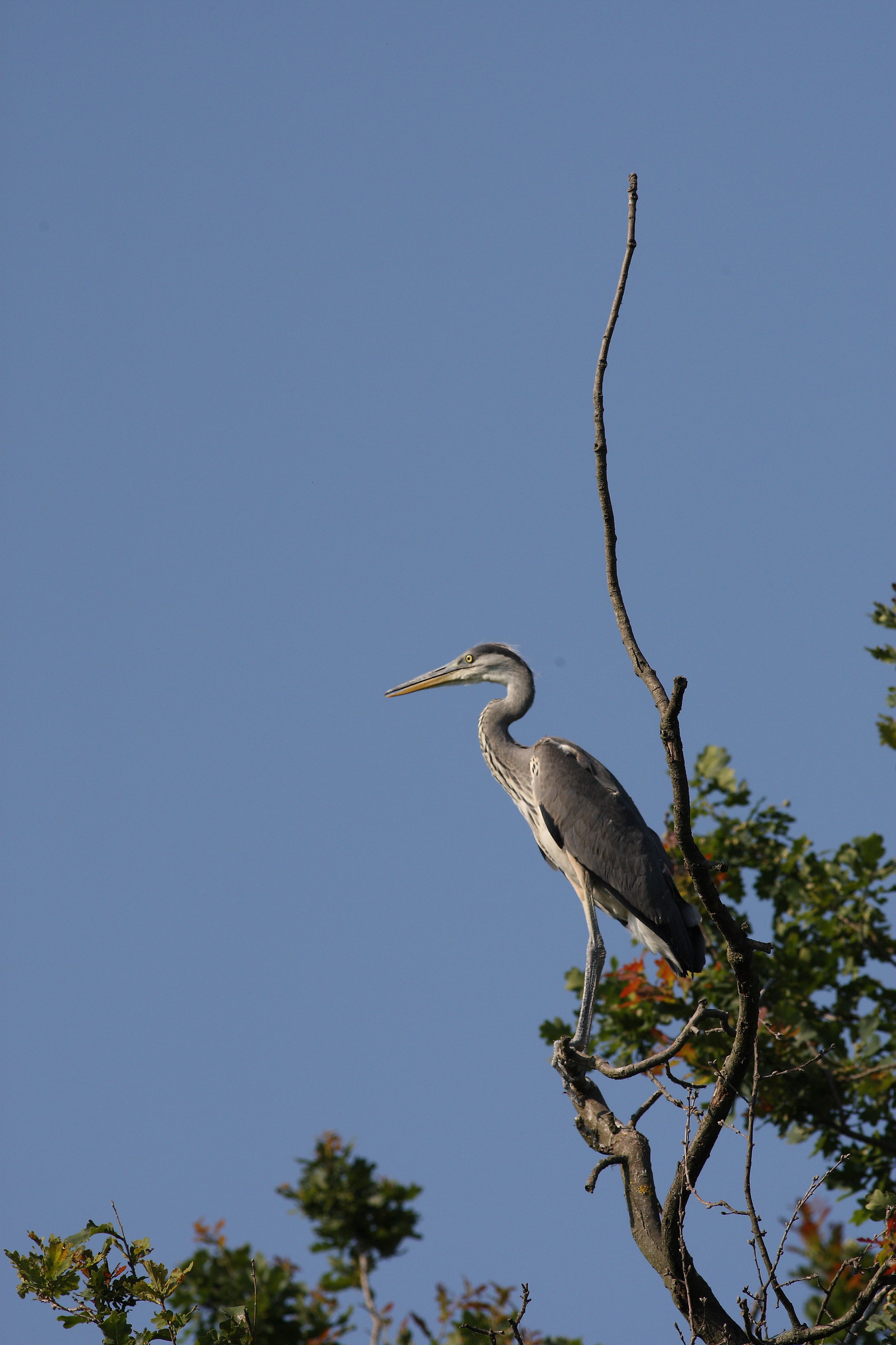 Heron