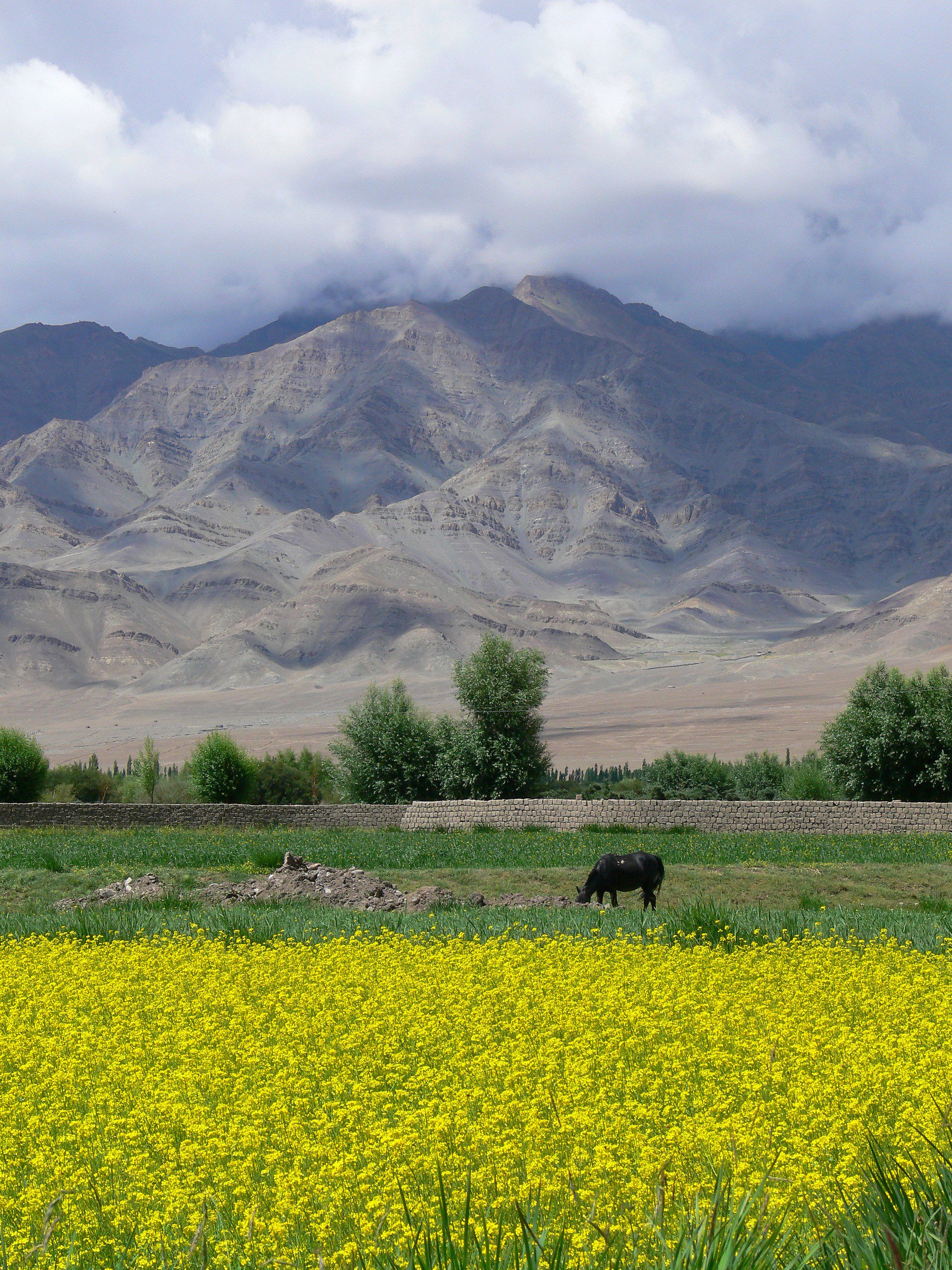 Indus Valley - Ladakh
