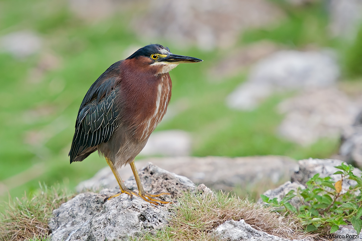 Green Heron