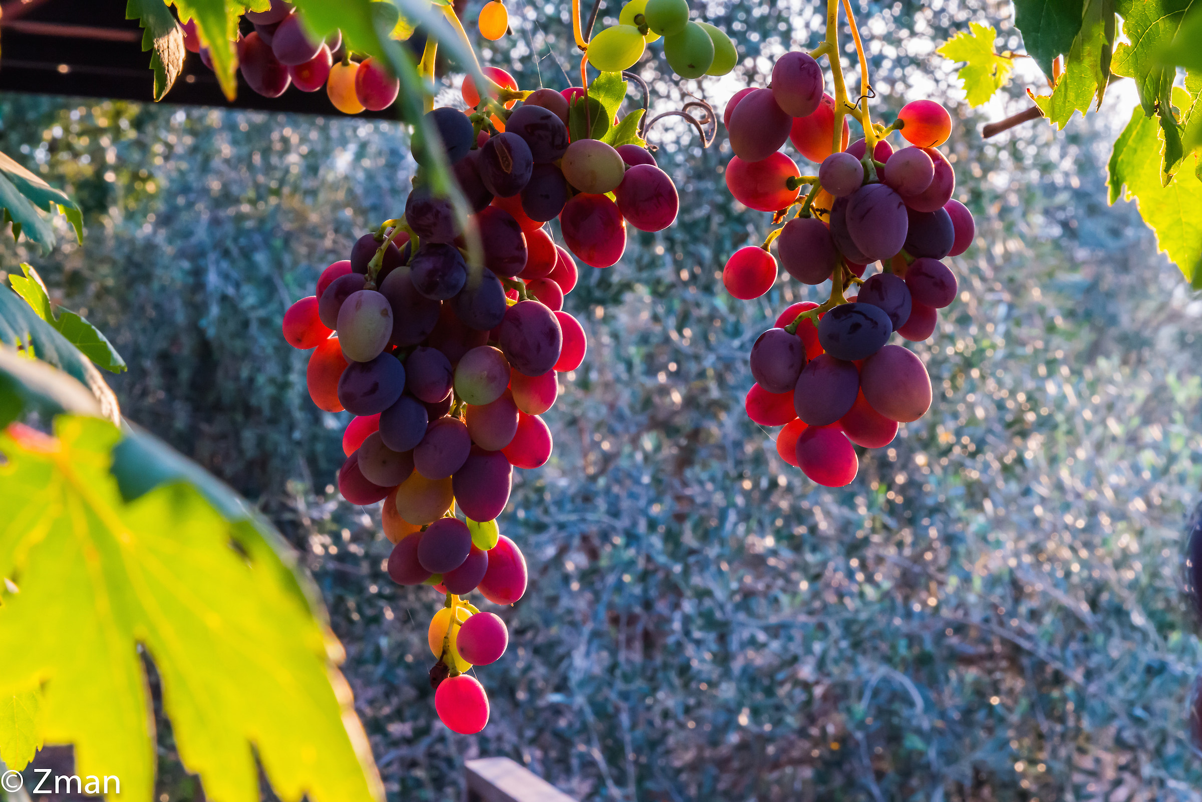 Red Grapes