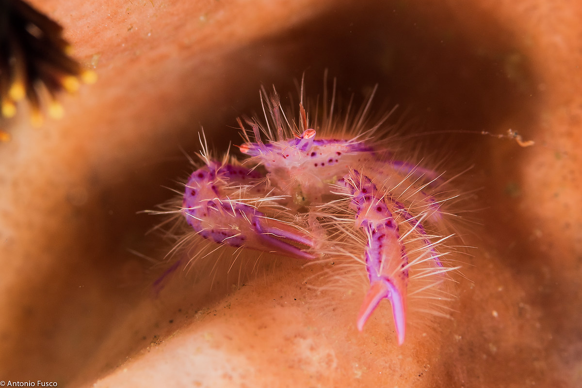 Hairy Squat Lobster