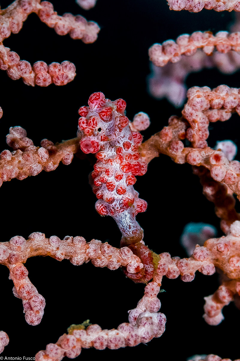 Bargibanti Pigmy Seahorse