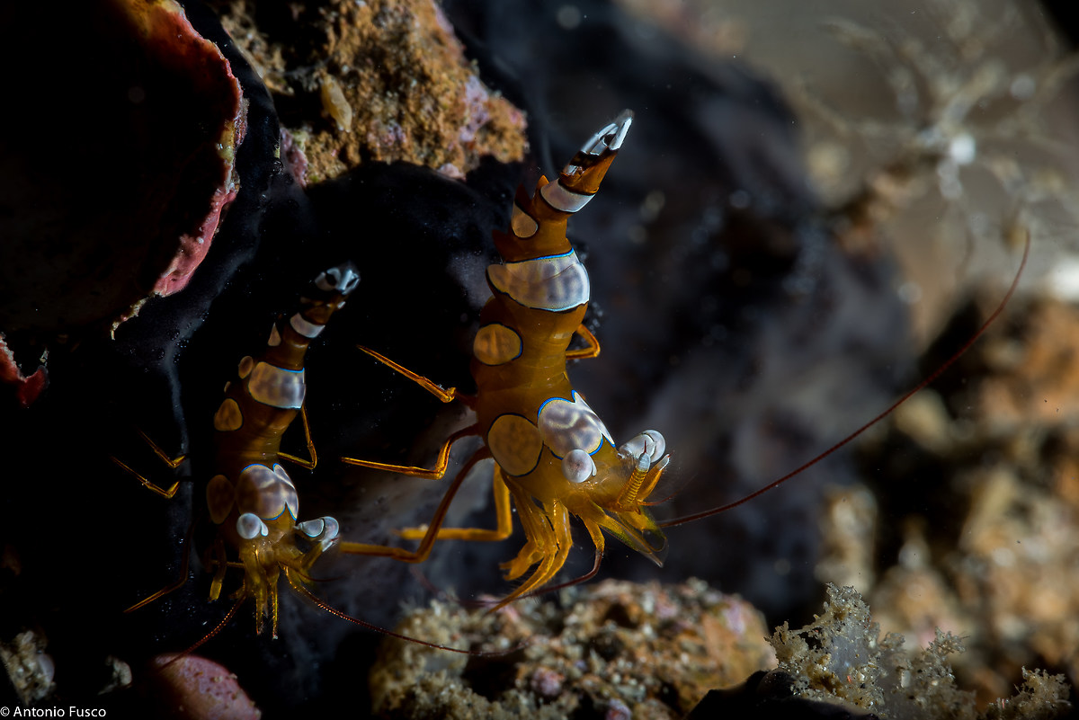 Thor amboinensis (Sexy Shrimp)