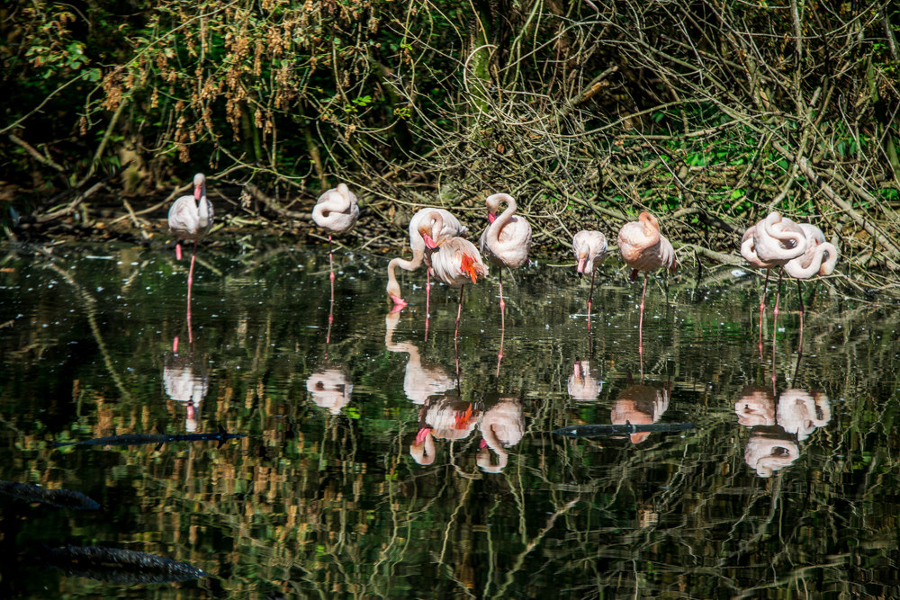 Flamingos