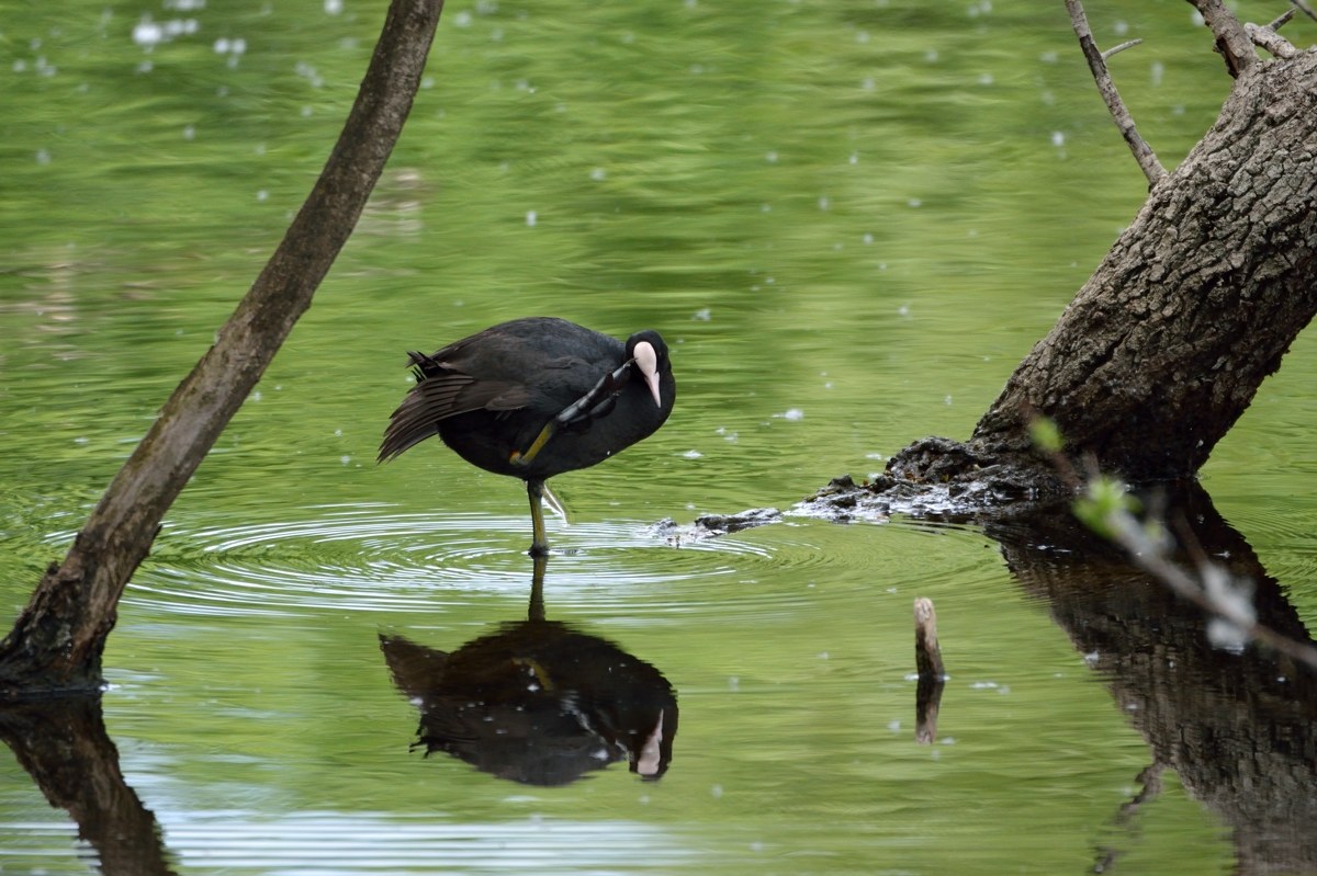 Attenti a........!!!!!