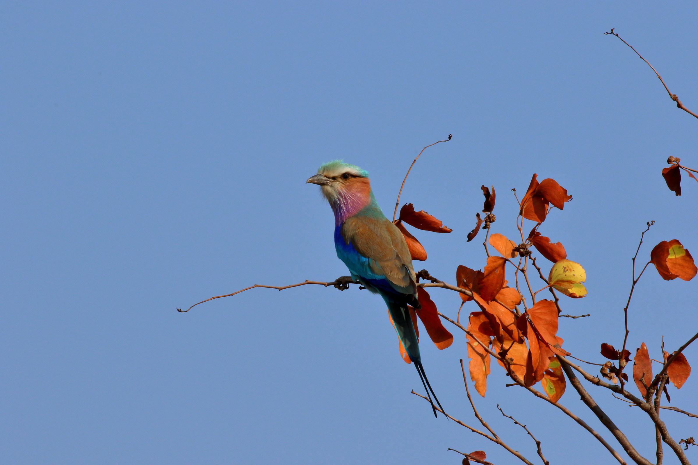 lilac-breasted roller