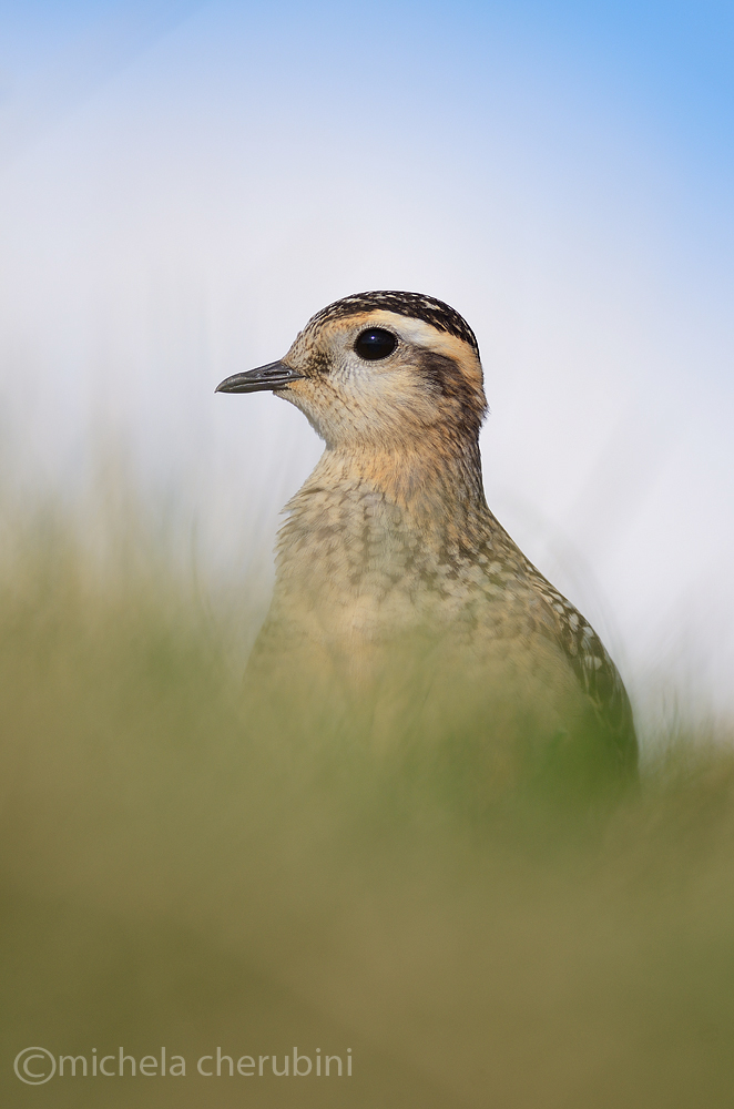 dotterel