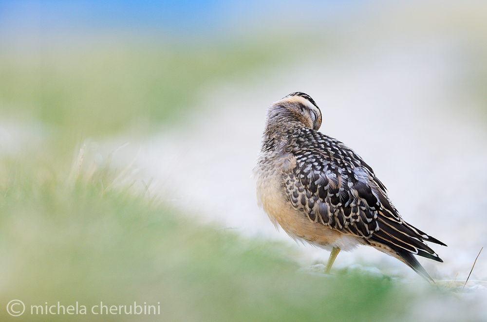 dotterel