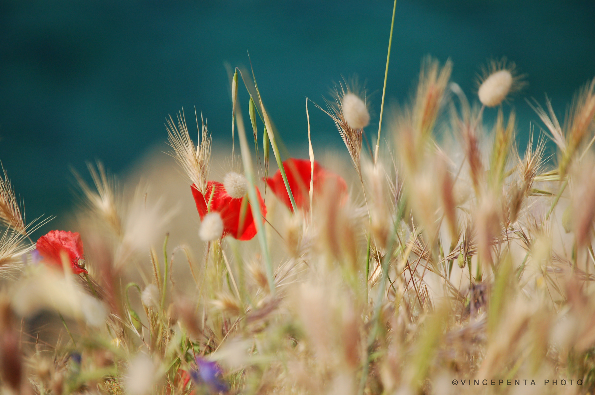 il colore della natura
