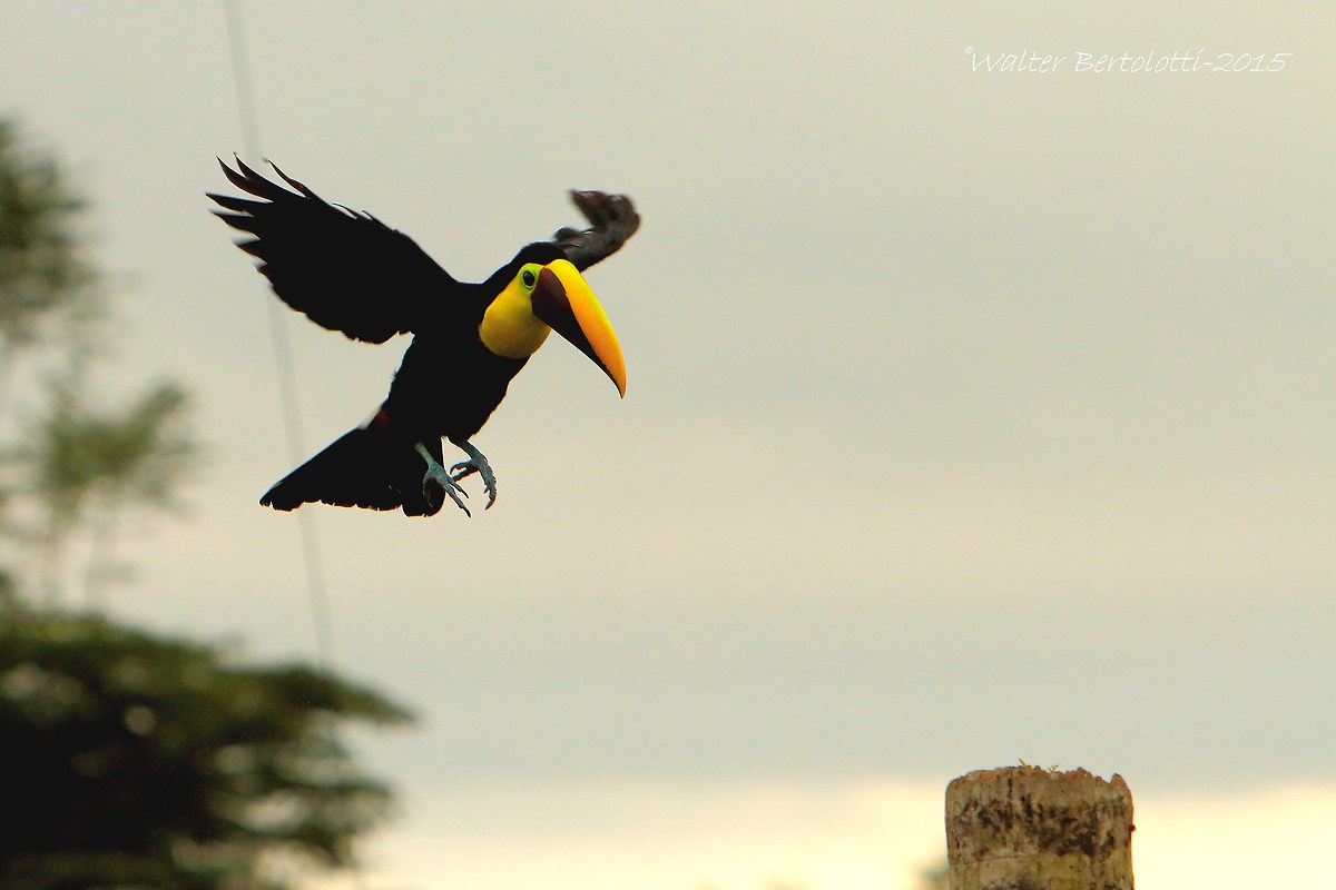 black-mandibled toucan (Ramphastos ambiguus)