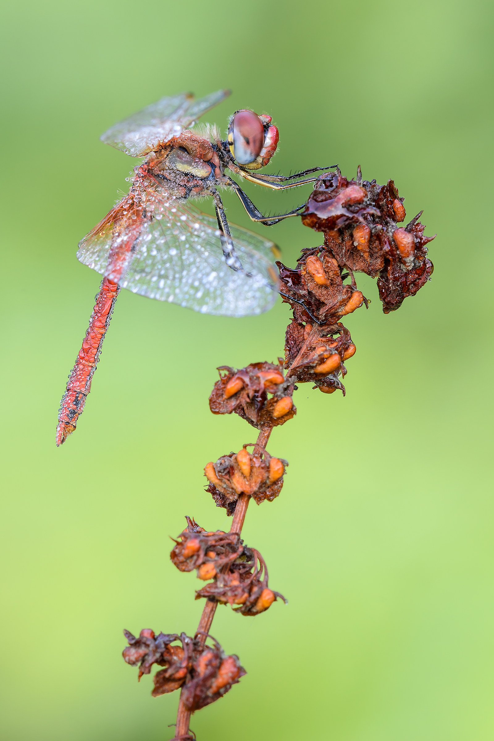 Sympetrum fonscolombii