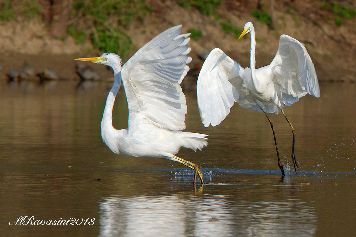 Aironi bianchi maggiori