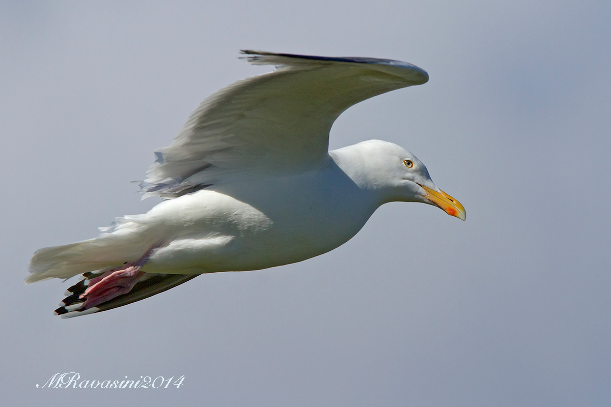 Gabbiano reale nordico adulto