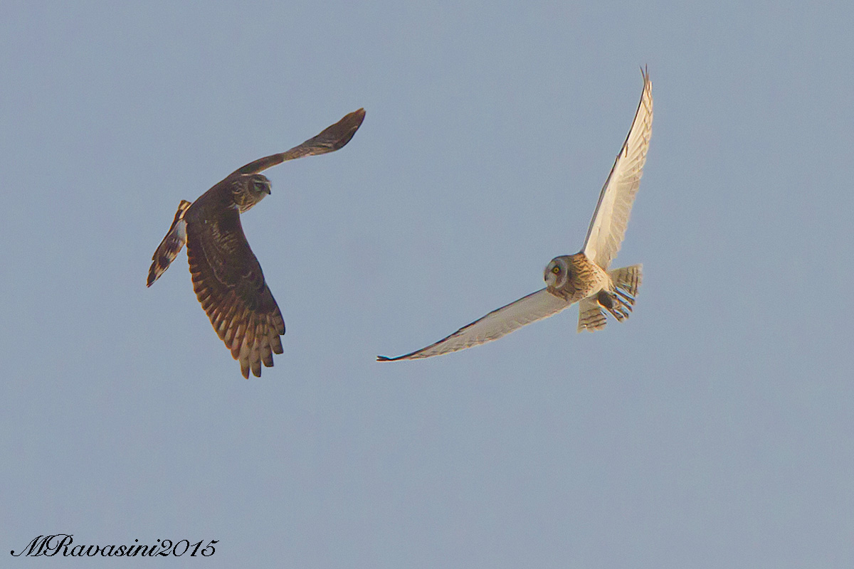 Gufo di palude e Albanella reale