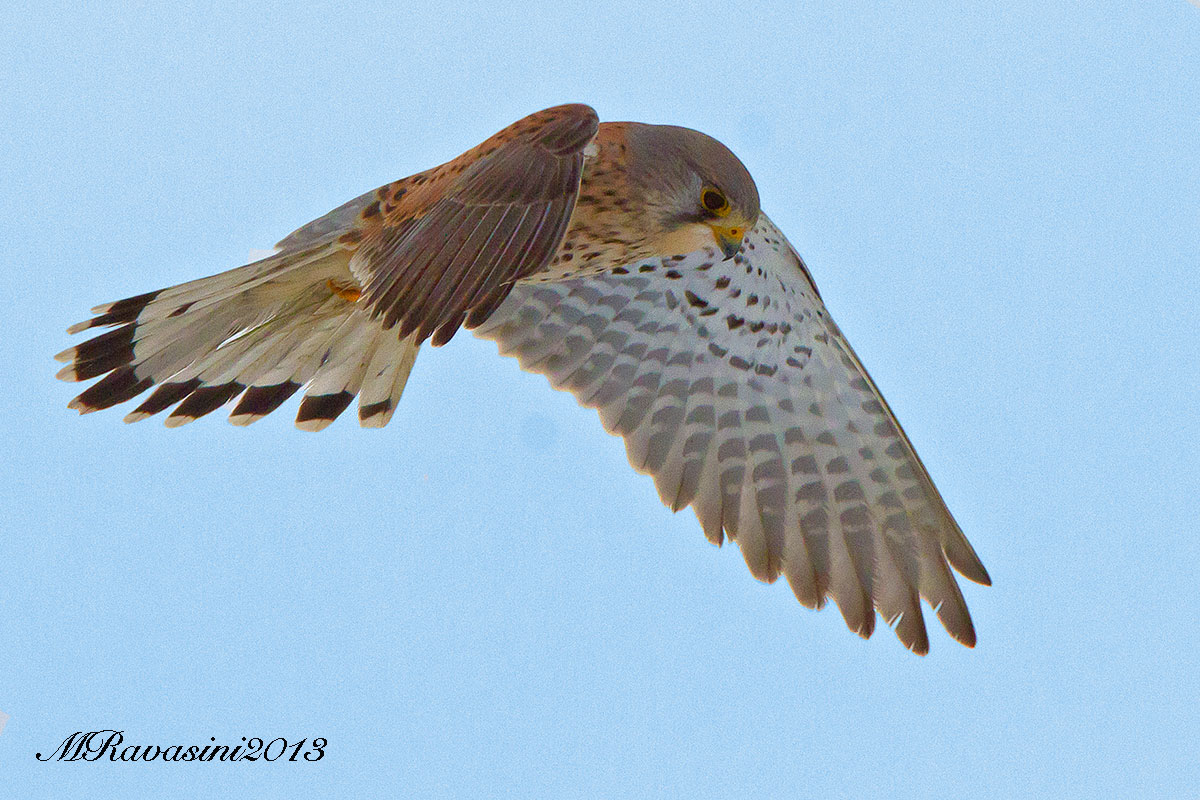 Maschio adulto di Gheppio in spirito santo