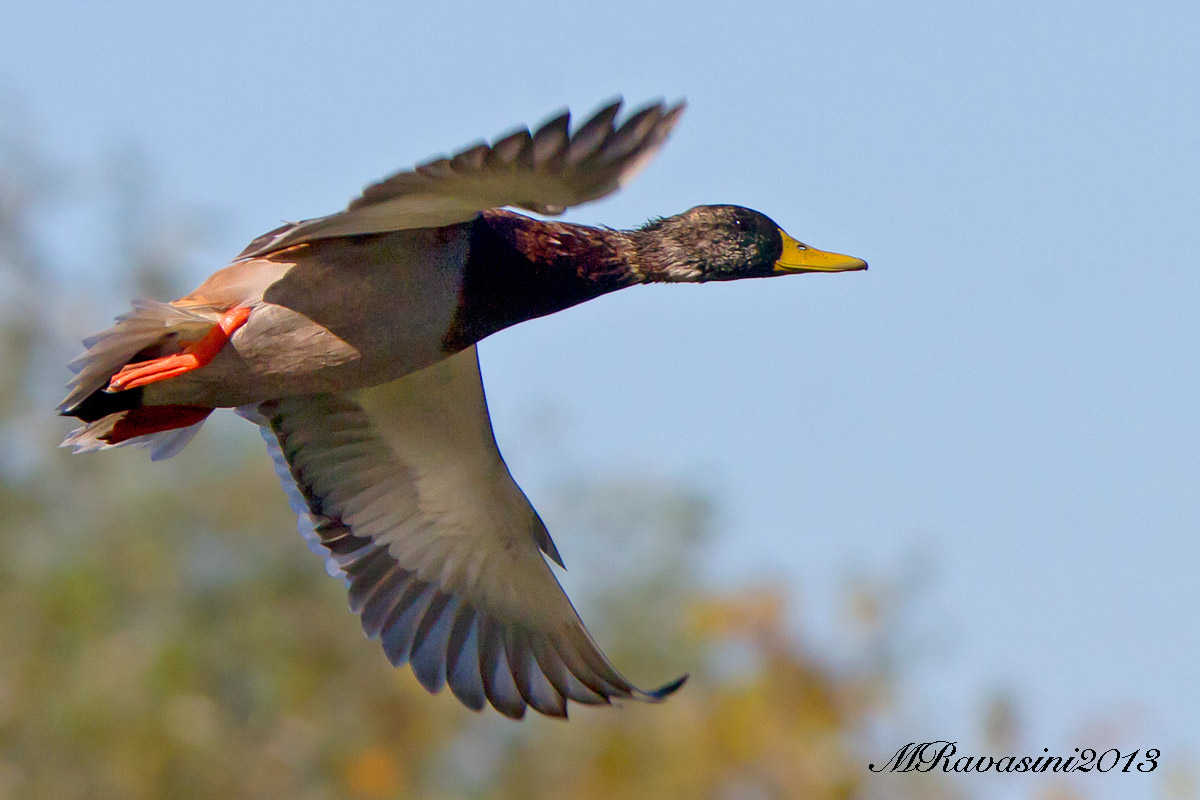 Germano reale maschio adulto in muta ascendente