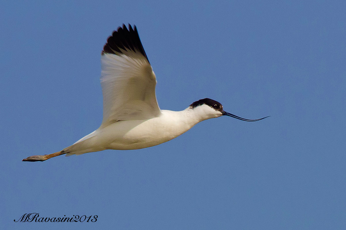 Avocetta