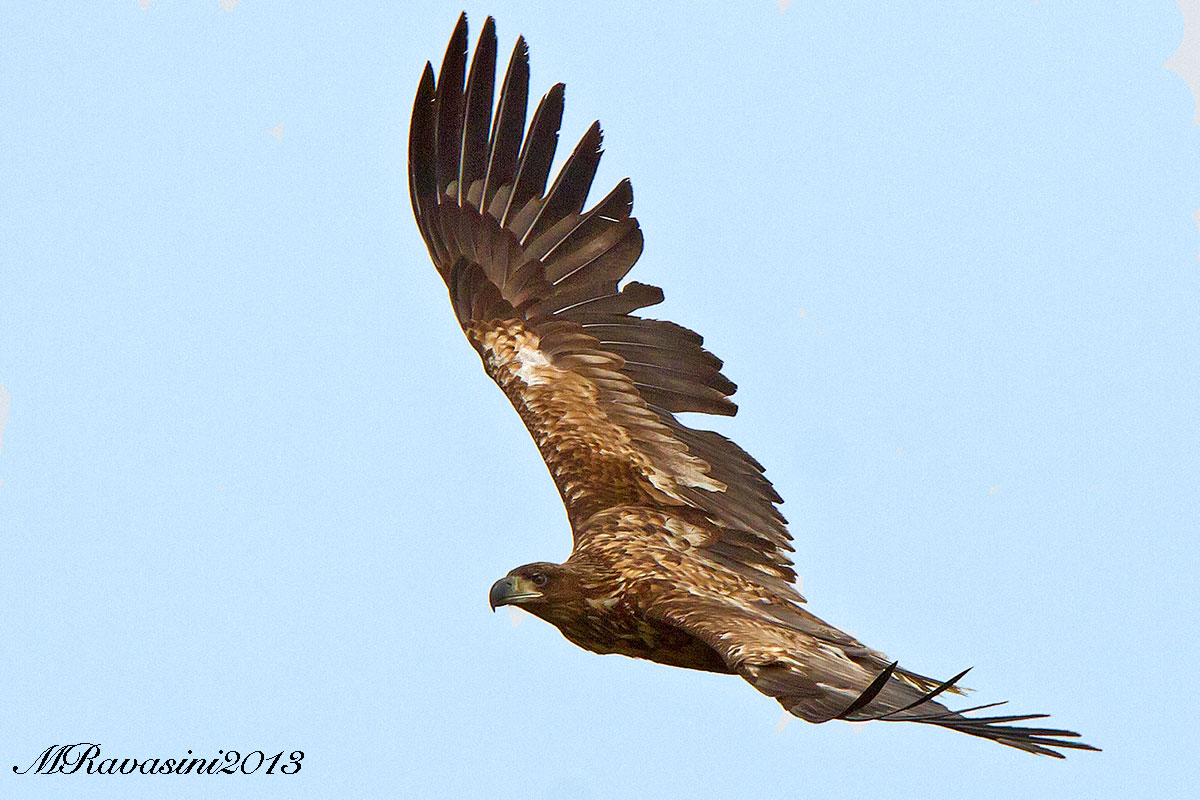 Aquila di mare, immaturo del secondo calendario