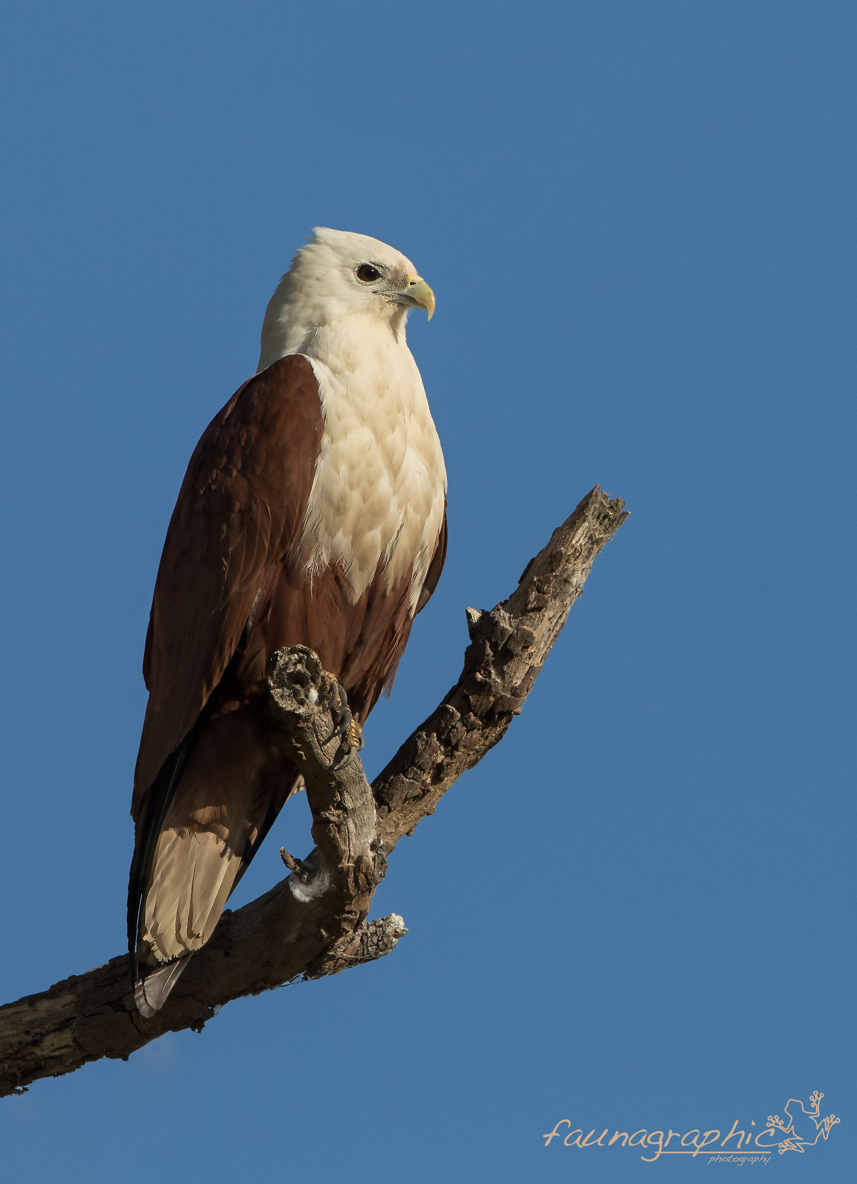 Brahminy Kite