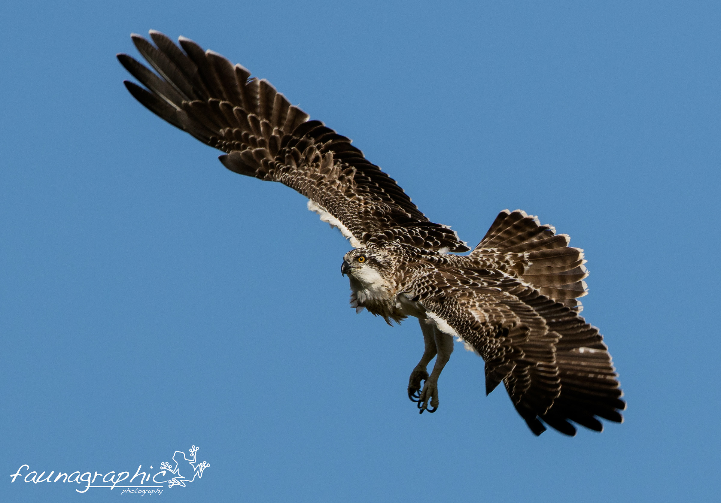 Osprey Chick Flight Lessons