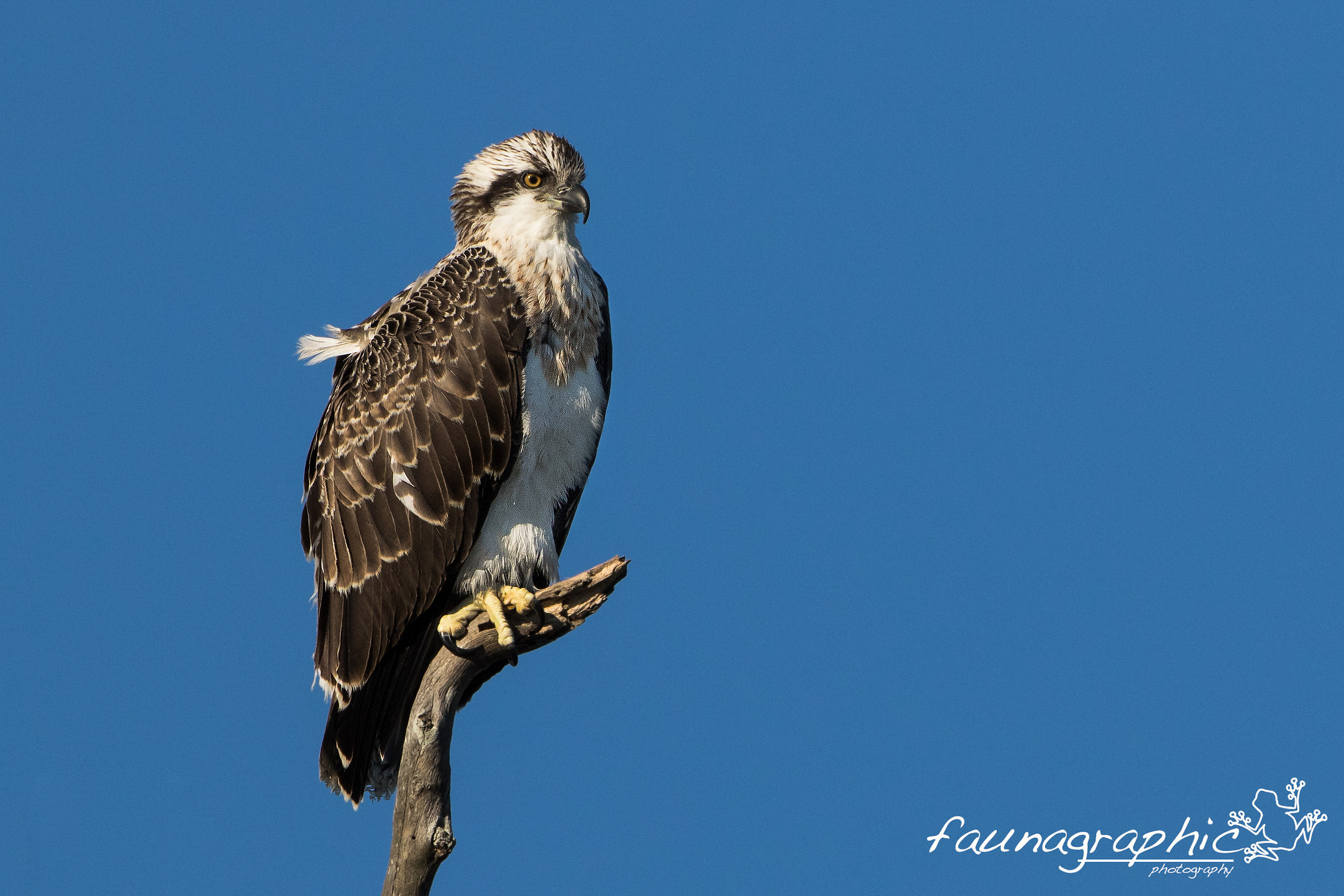 Osprey Chick