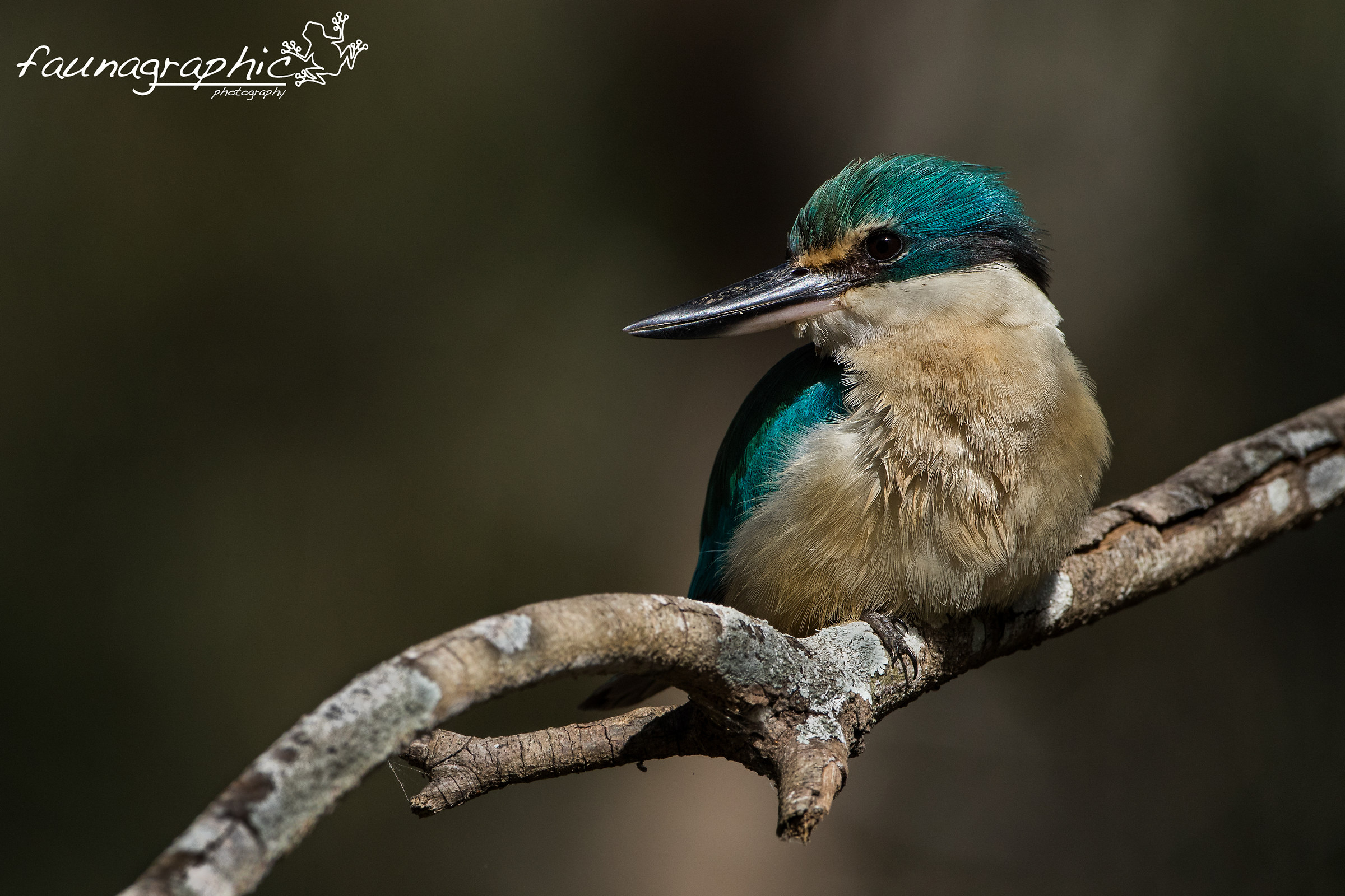 Sacred Kingfisher