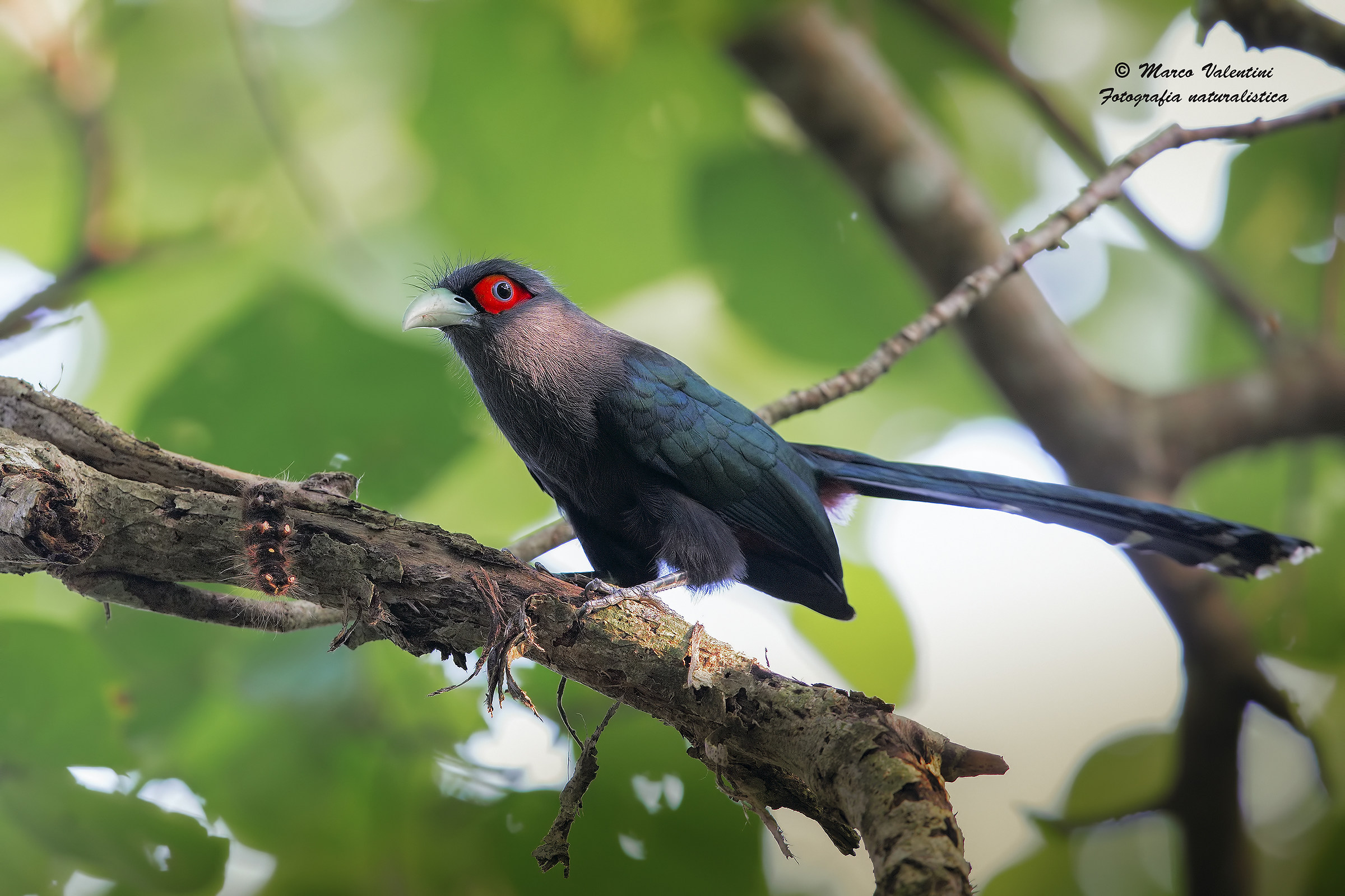 Malcoha ventrerossiccio with prey