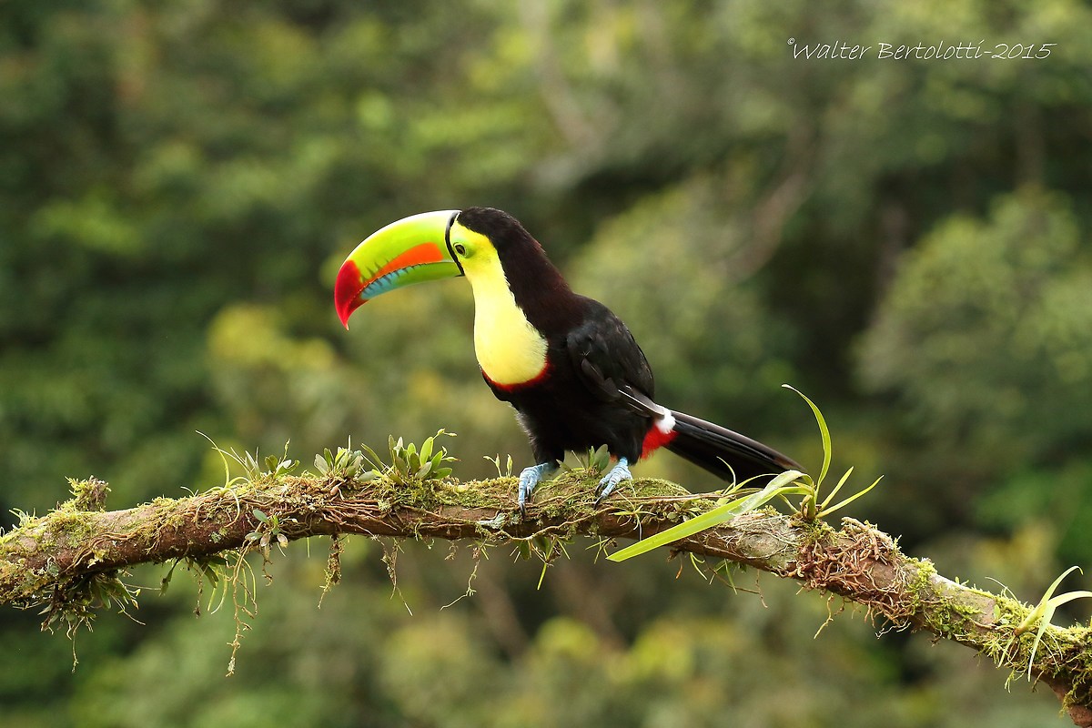 keel-billed toucan (Ramphastos sulfuratus)